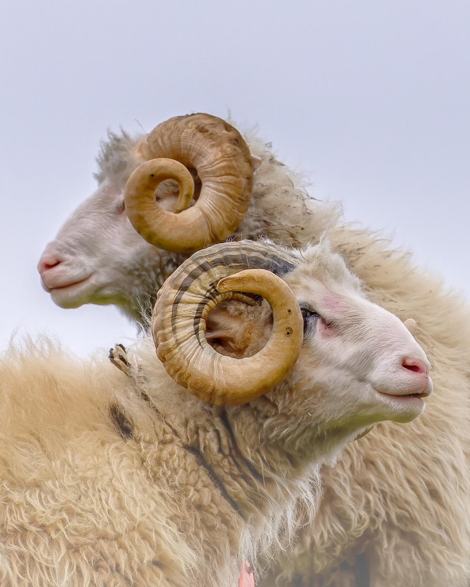 European Photography Awards Winner - Faroese wild sheep