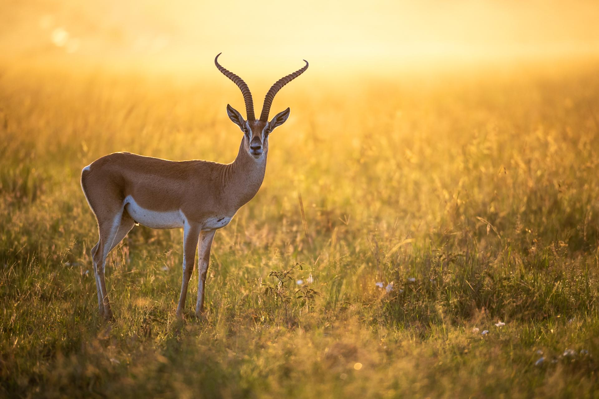 European Photography Awards Winner - Grant's Gazelle in early sunlight