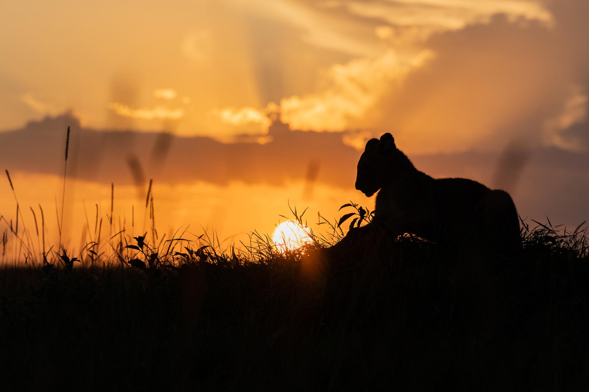 European Photography Awards Winner - The last sunlight of the day