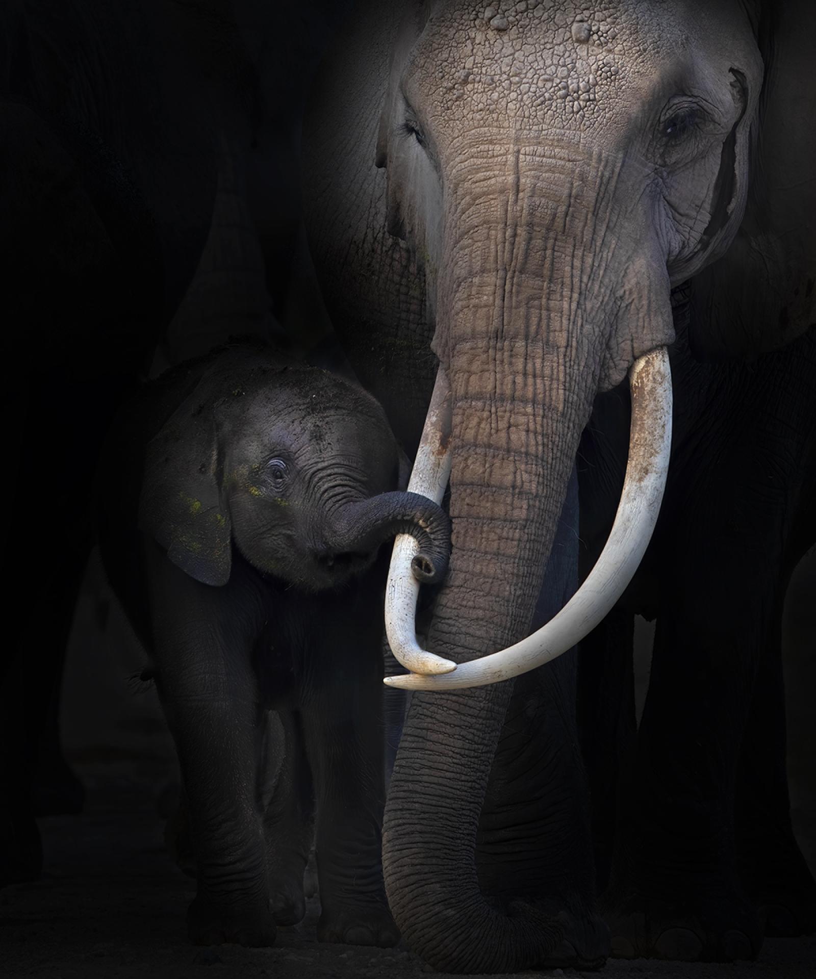 European Photography Awards Winner - Intimacy in Amboseli