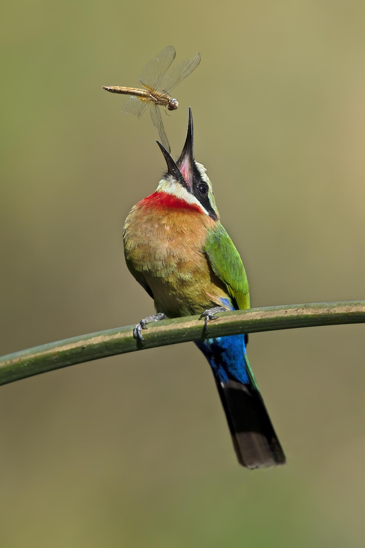 European Photography Awards Winner - The BeeEater and Dragonfly