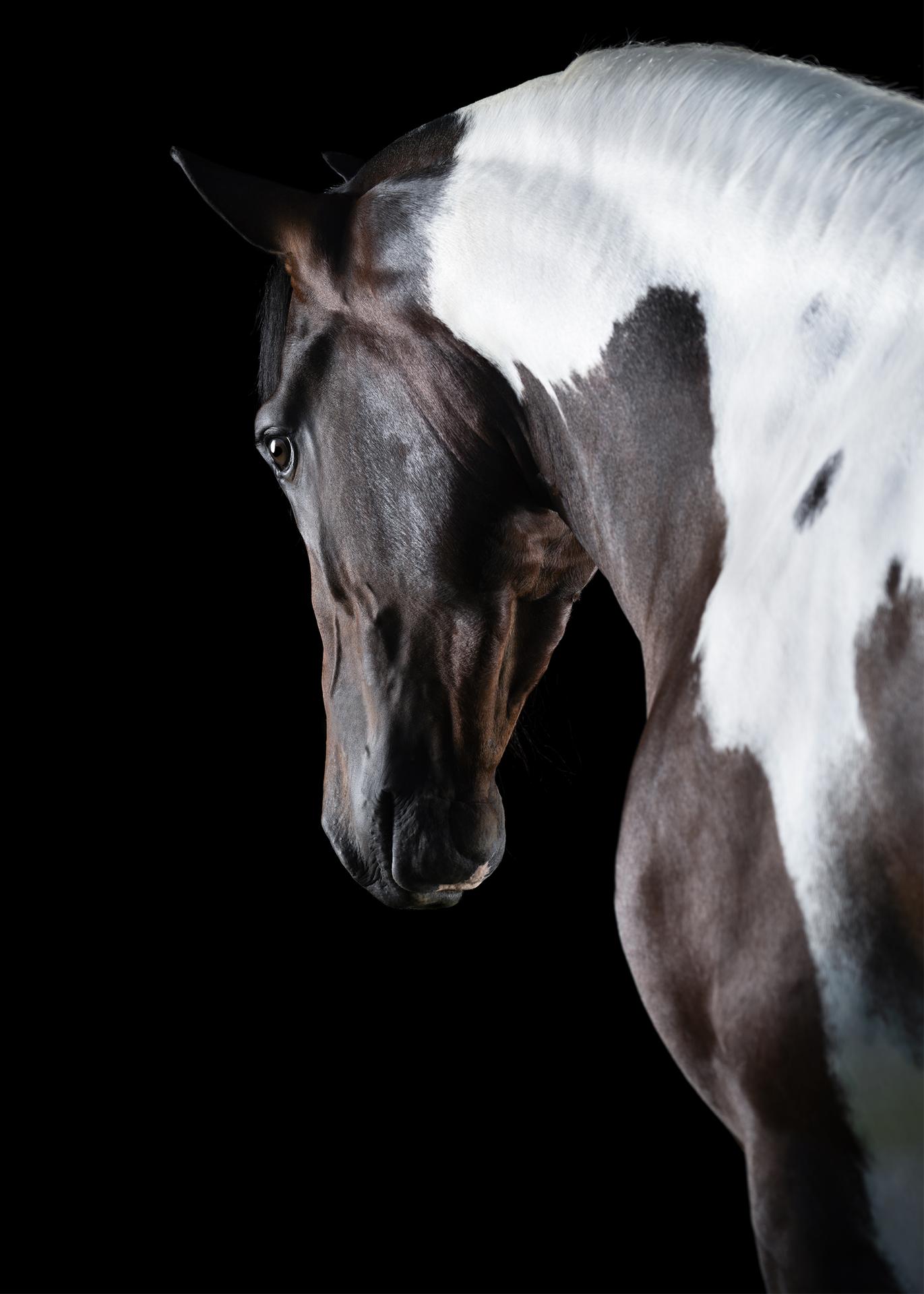 European Photography Awards Winner - Horse Soul