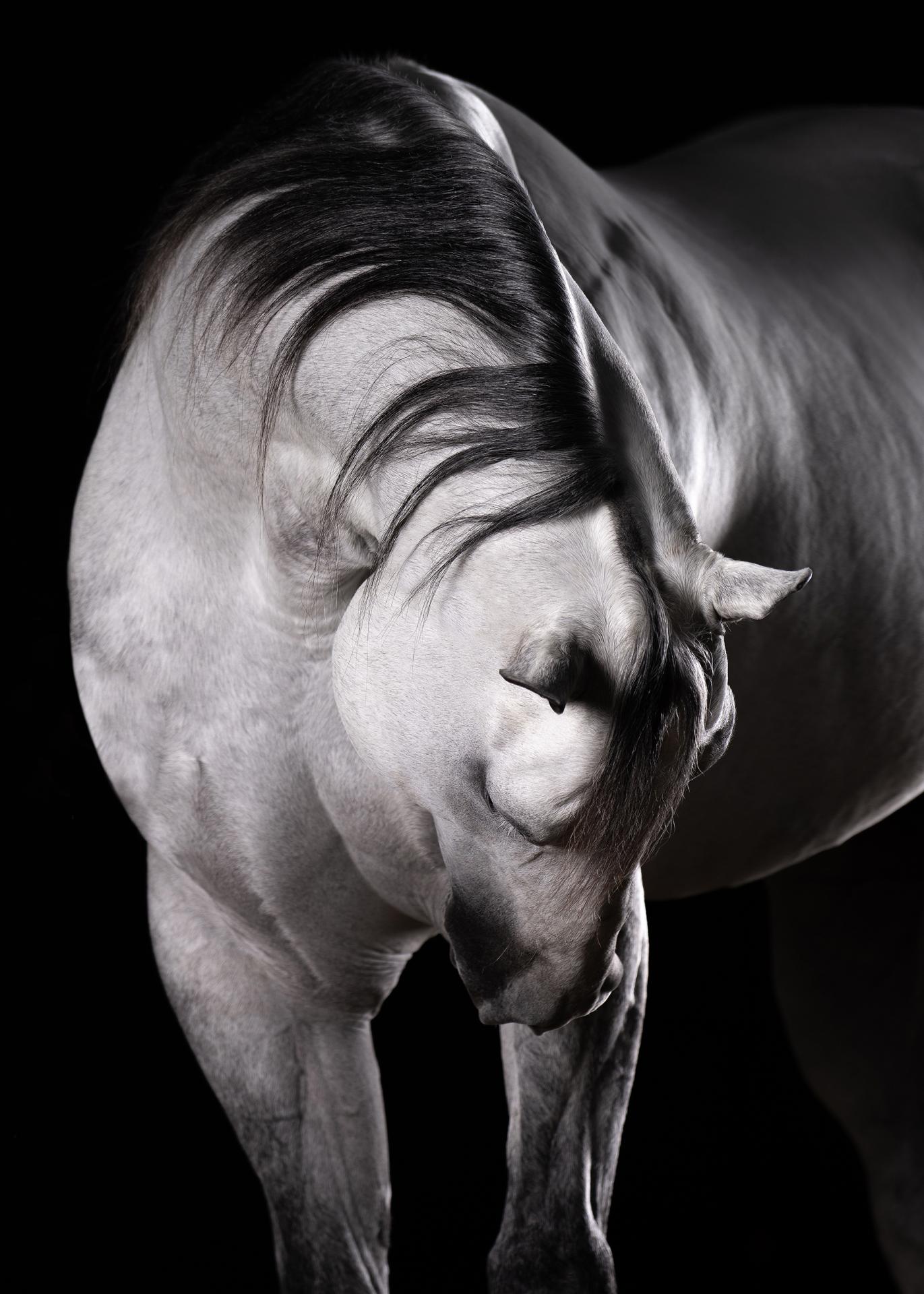 European Photography Awards Winner - Horse Soul