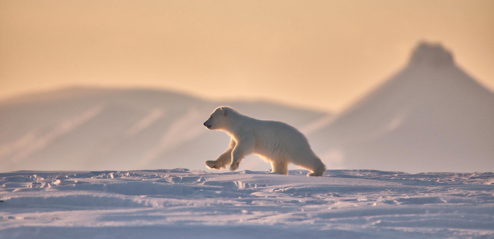 European Photography Awards Winner - from the life of the white bears of Svalbard