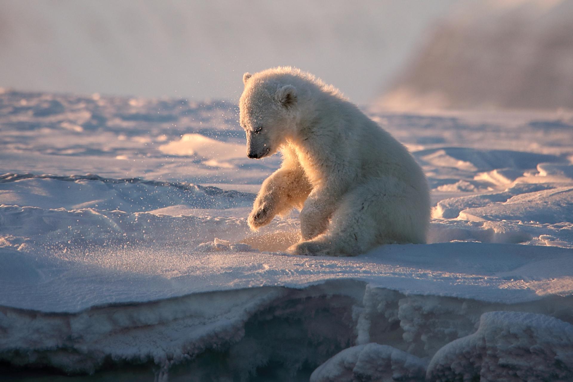 European Photography Awards Winner - from the life of the white bears of Svalbard