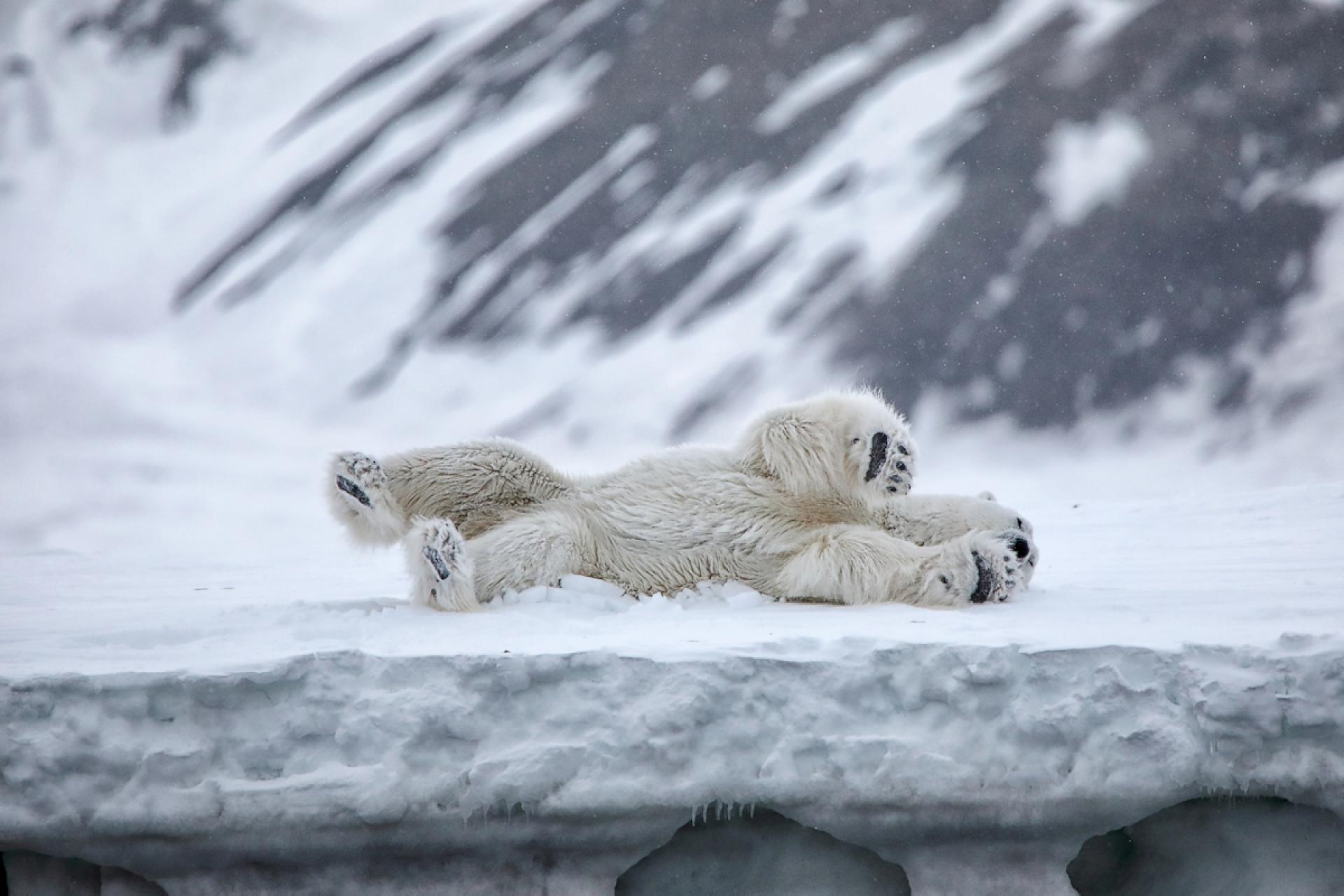 European Photography Awards Winner - from the life of the white bears of Svalbard