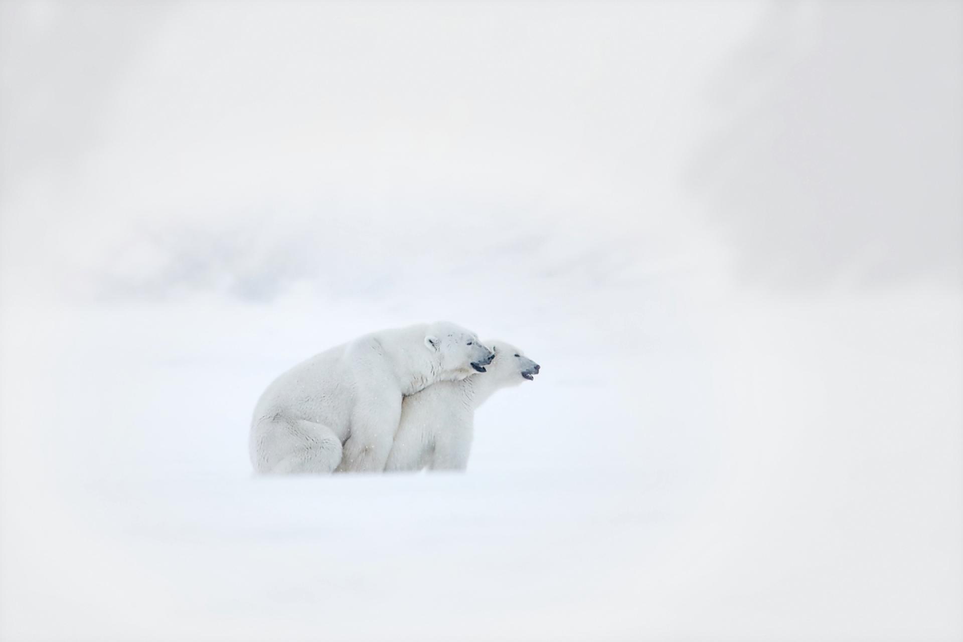 European Photography Awards Winner - from the life of the white bears of Svalbard