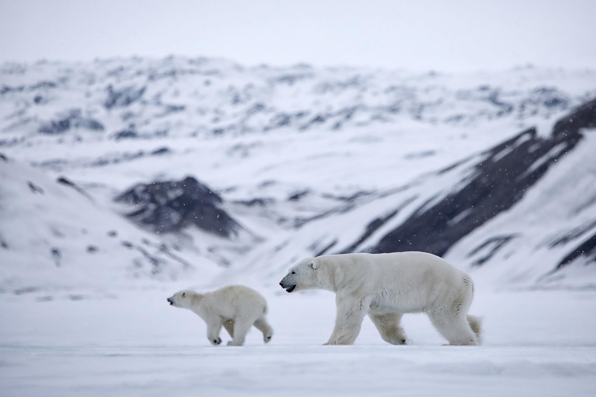 European Photography Awards Winner - from the life of the white bears of Svalbard