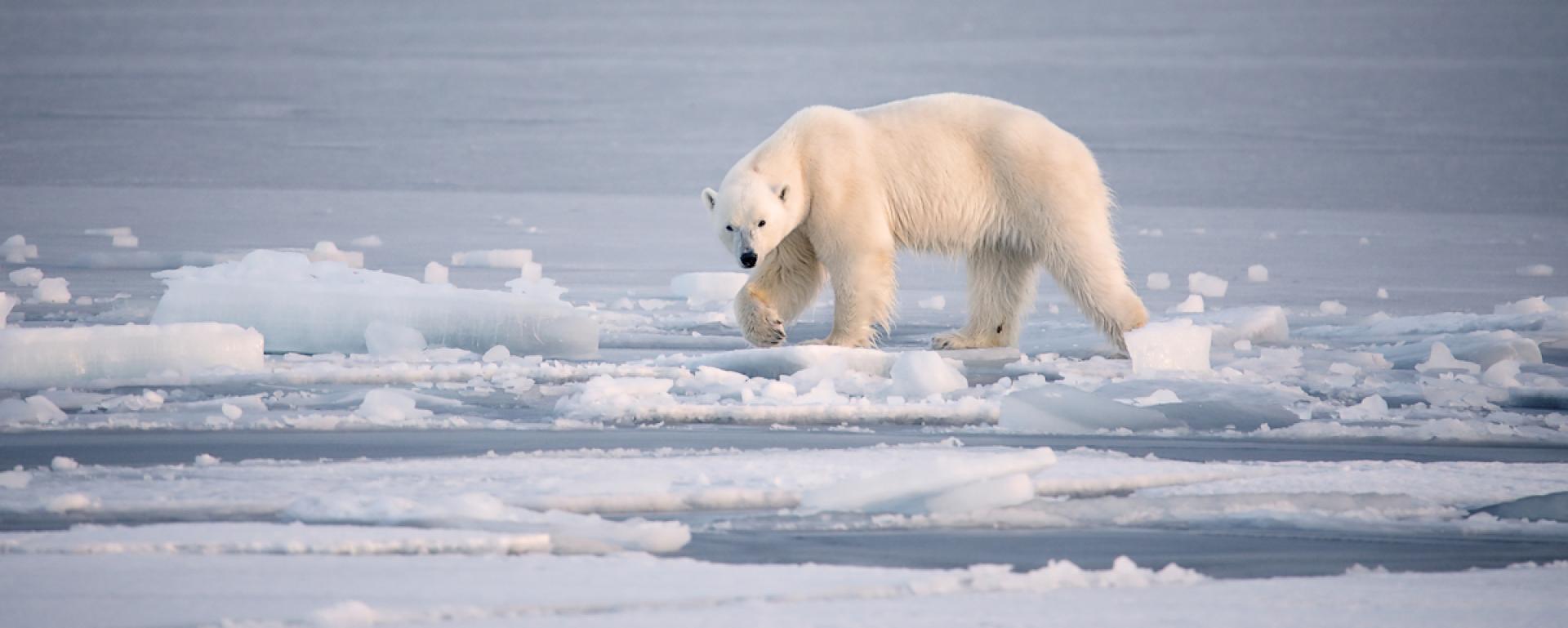 European Photography Awards Winner - from the life of the white bears of Svalbard