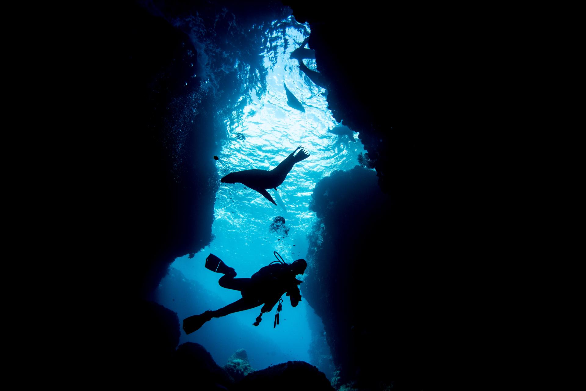 European Photography Awards Winner - Sea lion realm