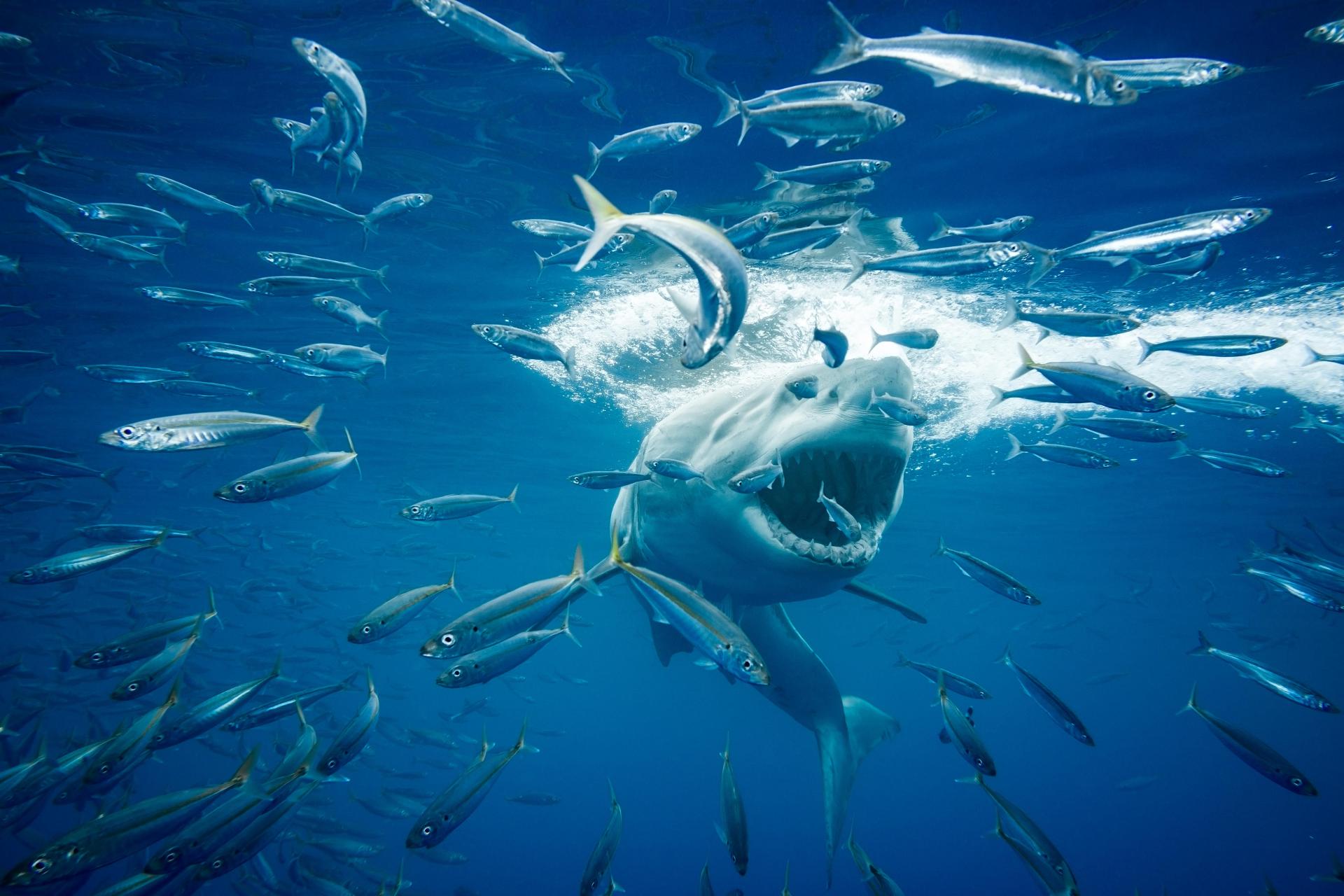 European Photography Awards Winner - Great White