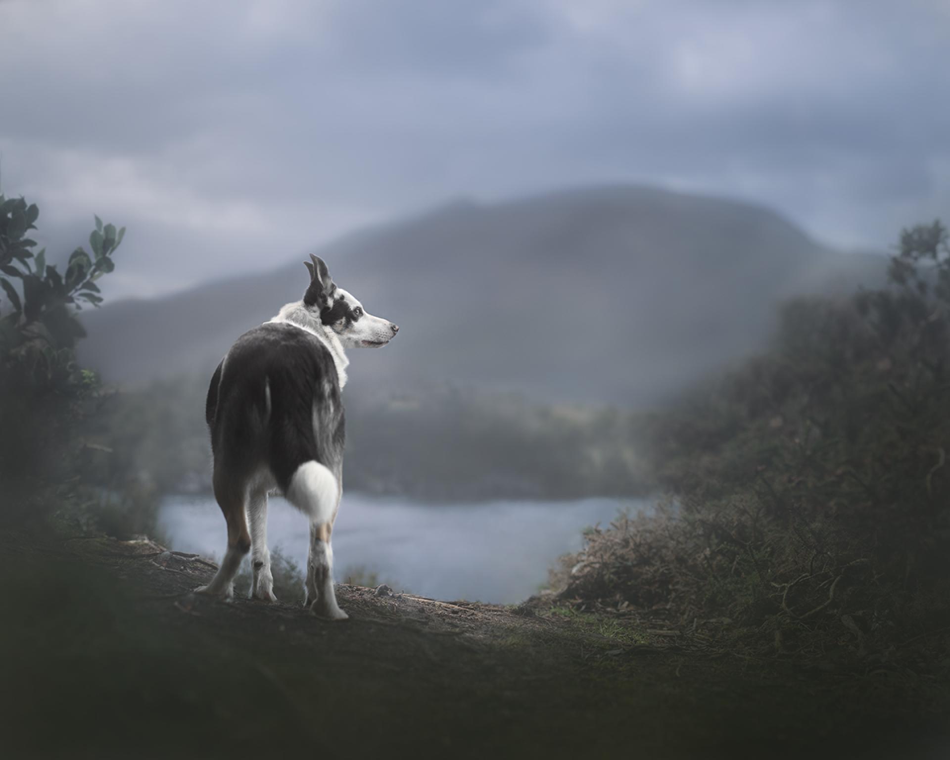 European Photography Awards Winner - The Watcher On The Water