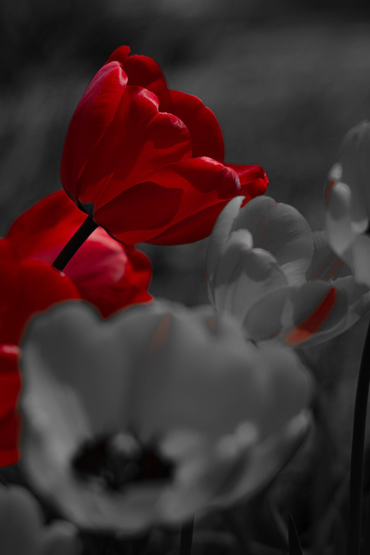 European Photography Awards Winner - It's A Bloody Bouquet, Okay?