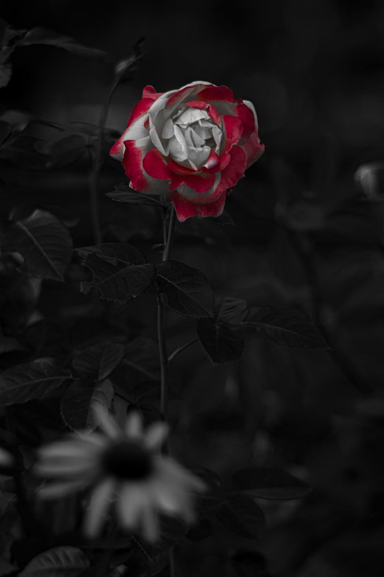 European Photography Awards Winner - It's A Bloody Bouquet, Okay?