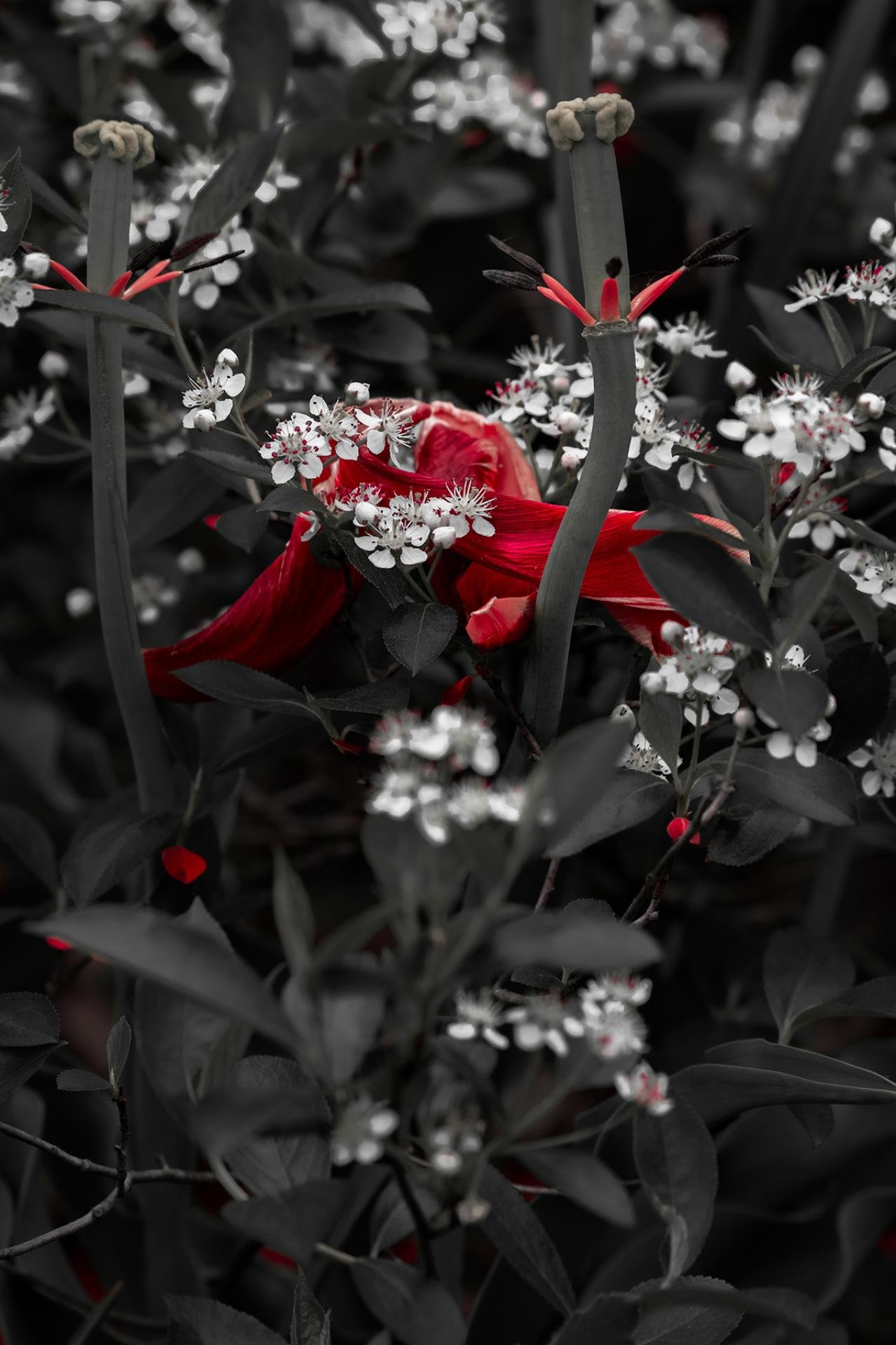 European Photography Awards Winner - It's A Bloody Bouquet, Okay?
