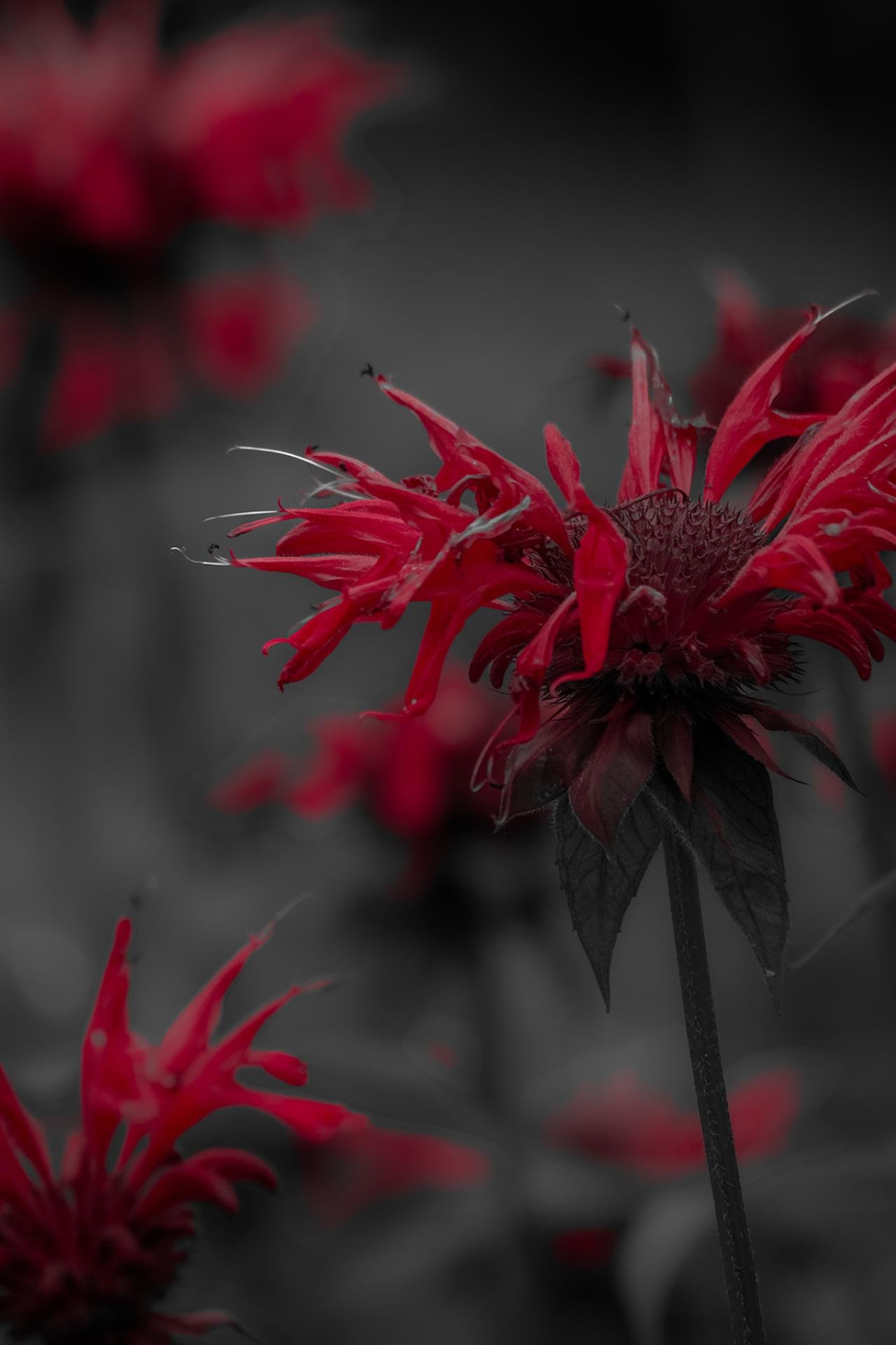 European Photography Awards Winner - It's A Bloody Bouquet, Okay?