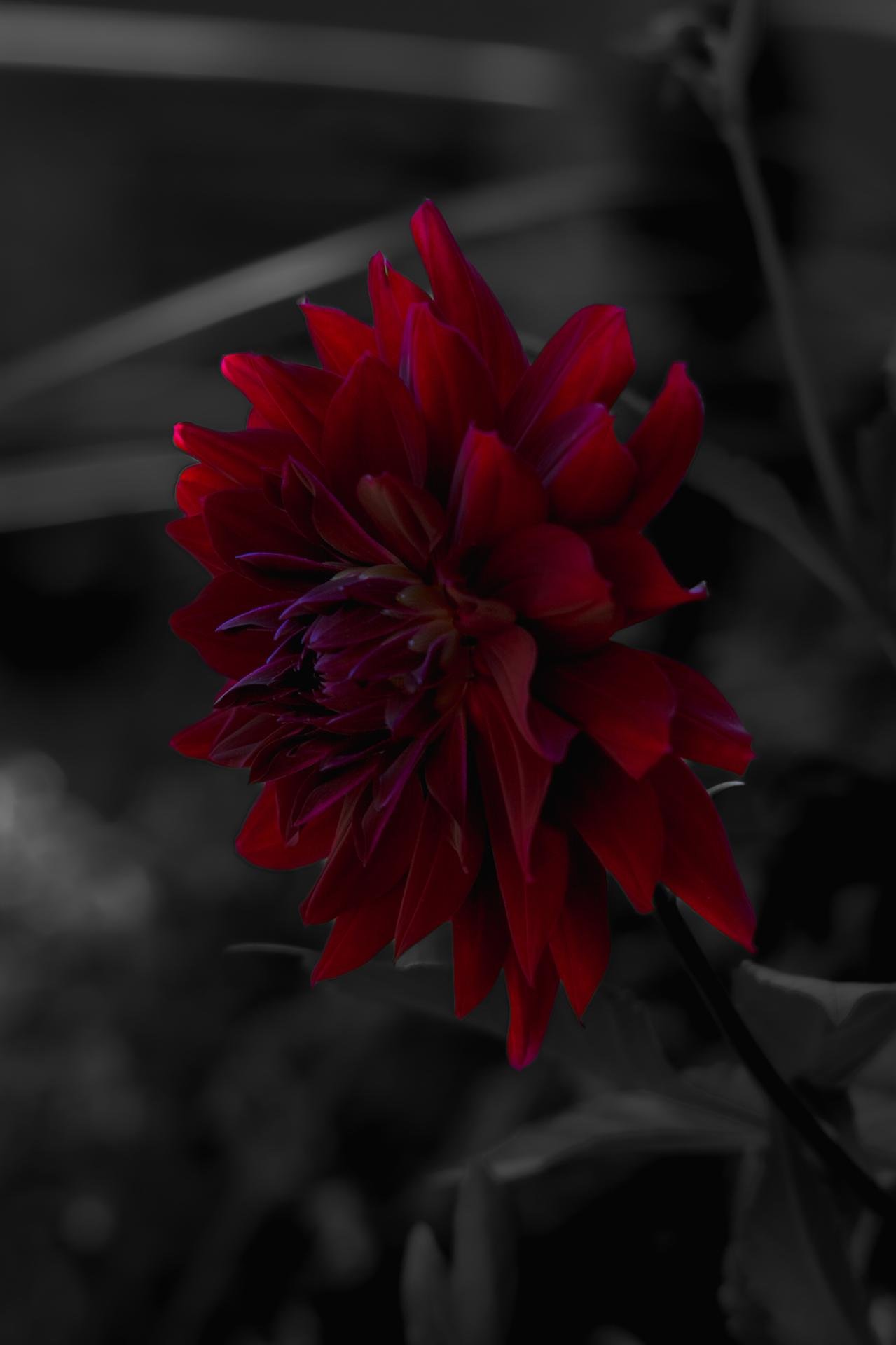 European Photography Awards Winner - It's A Bloody Bouquet, Okay?