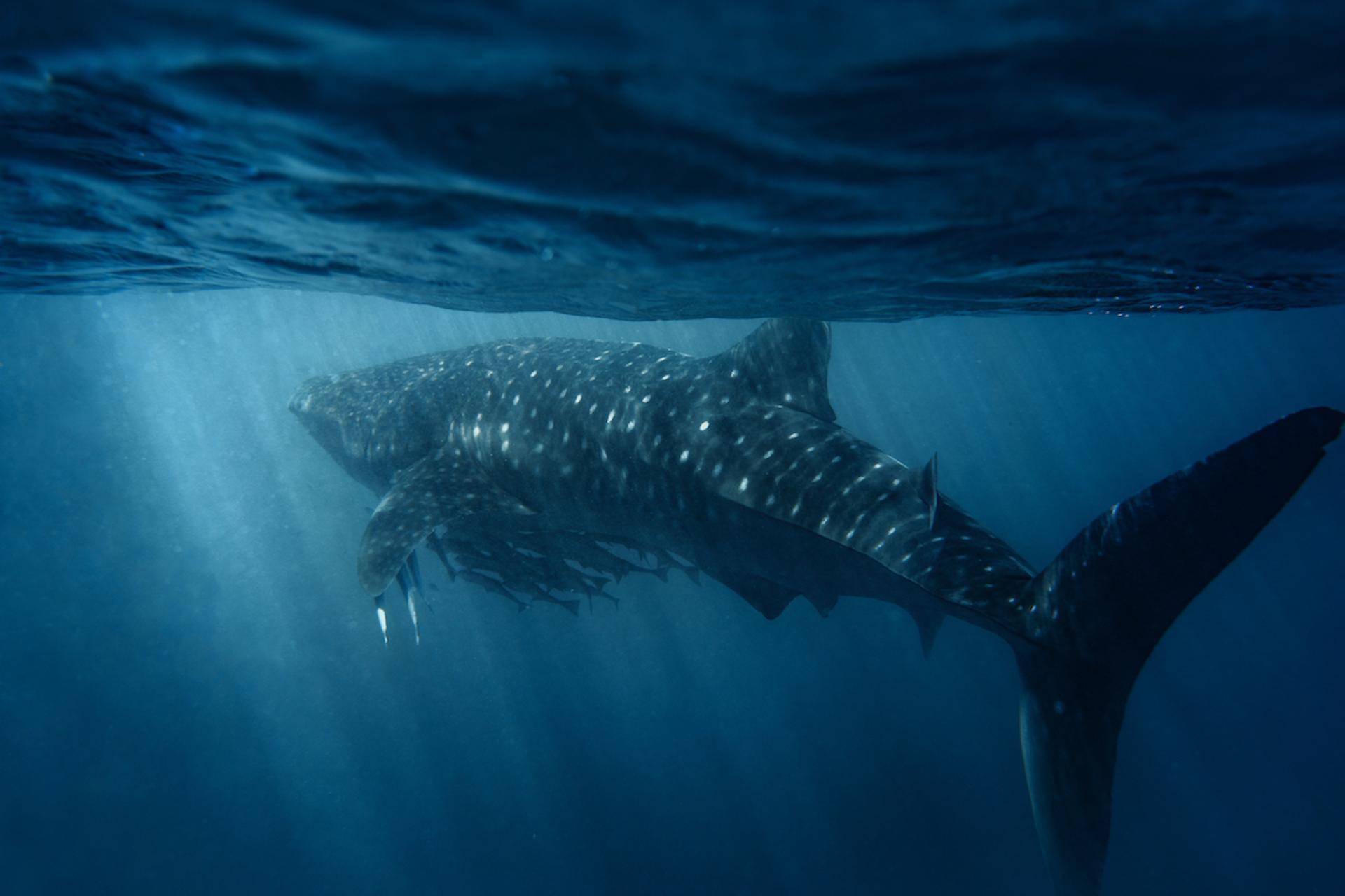 European Photography Awards Winner - Gentle Giant