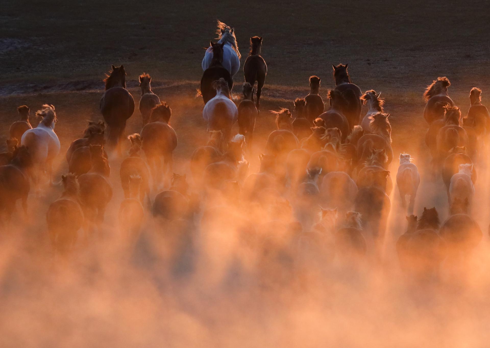 European Photography Awards Winner - Horse galloping at sunset