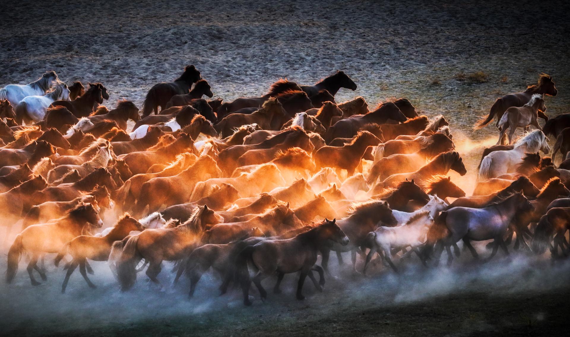 European Photography Awards Winner - Horse galloping at sunset