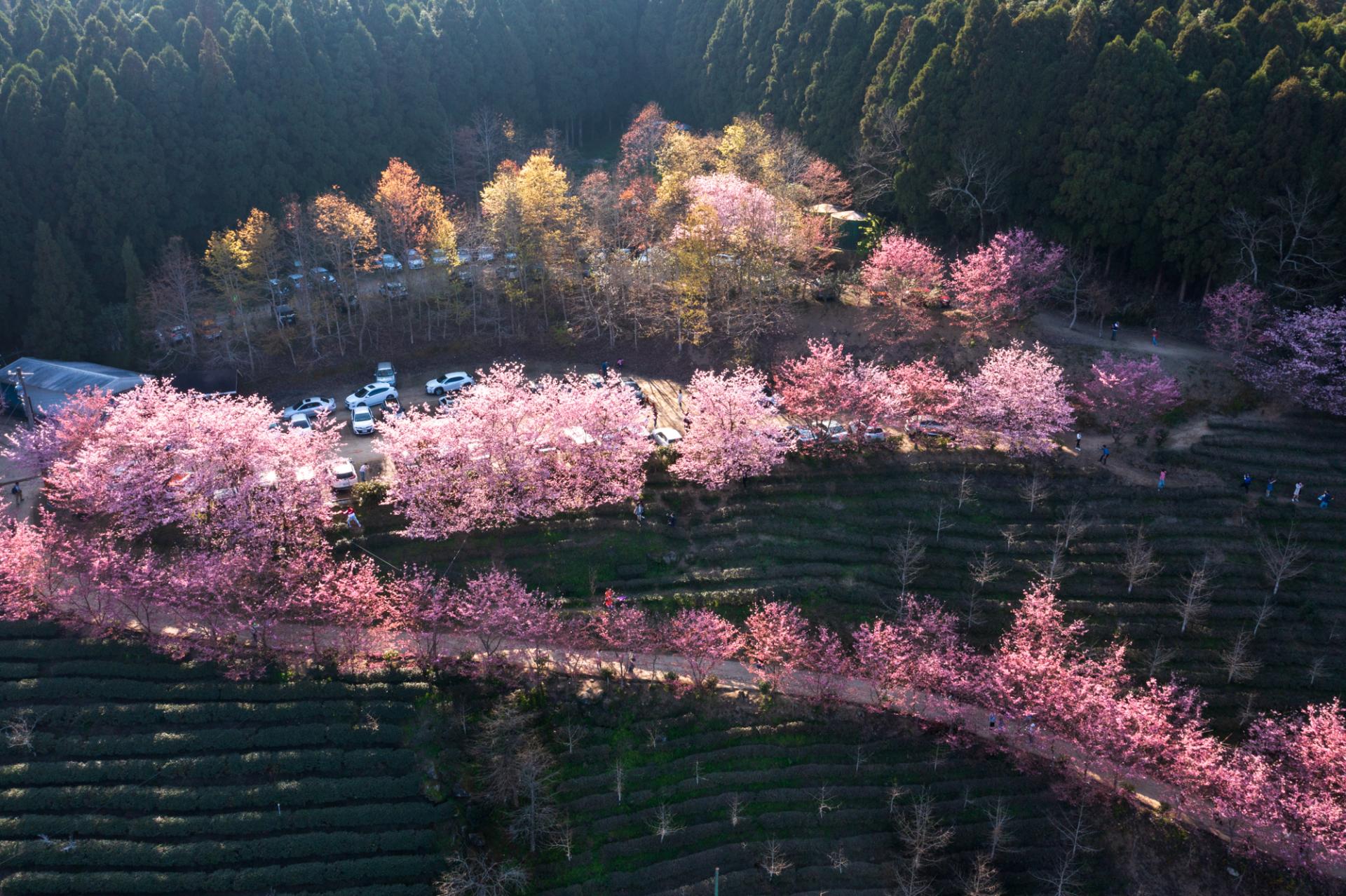 European Photography Awards Winner - Cherry blossoms