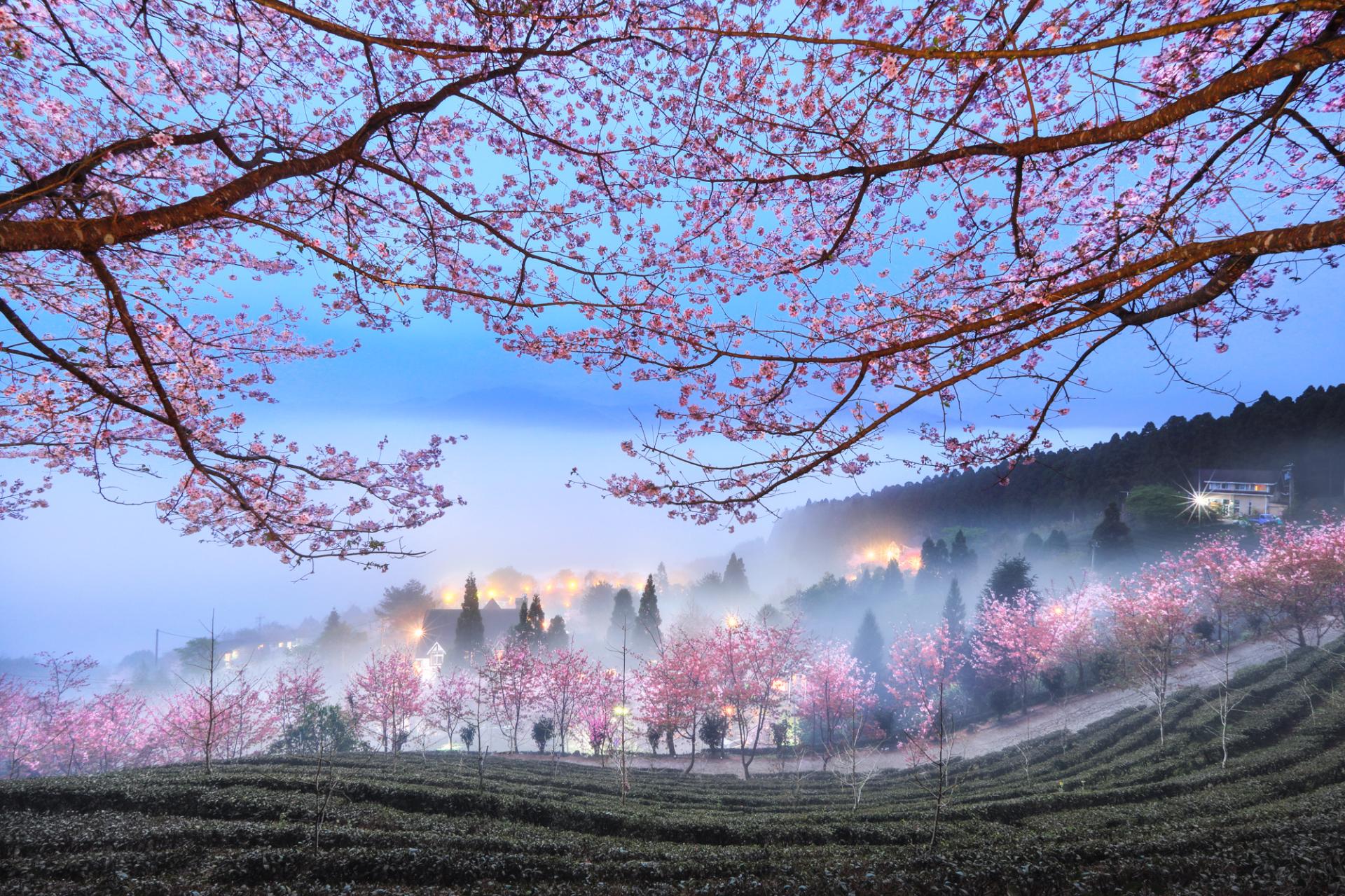 European Photography Awards Winner - Cherry blossoms