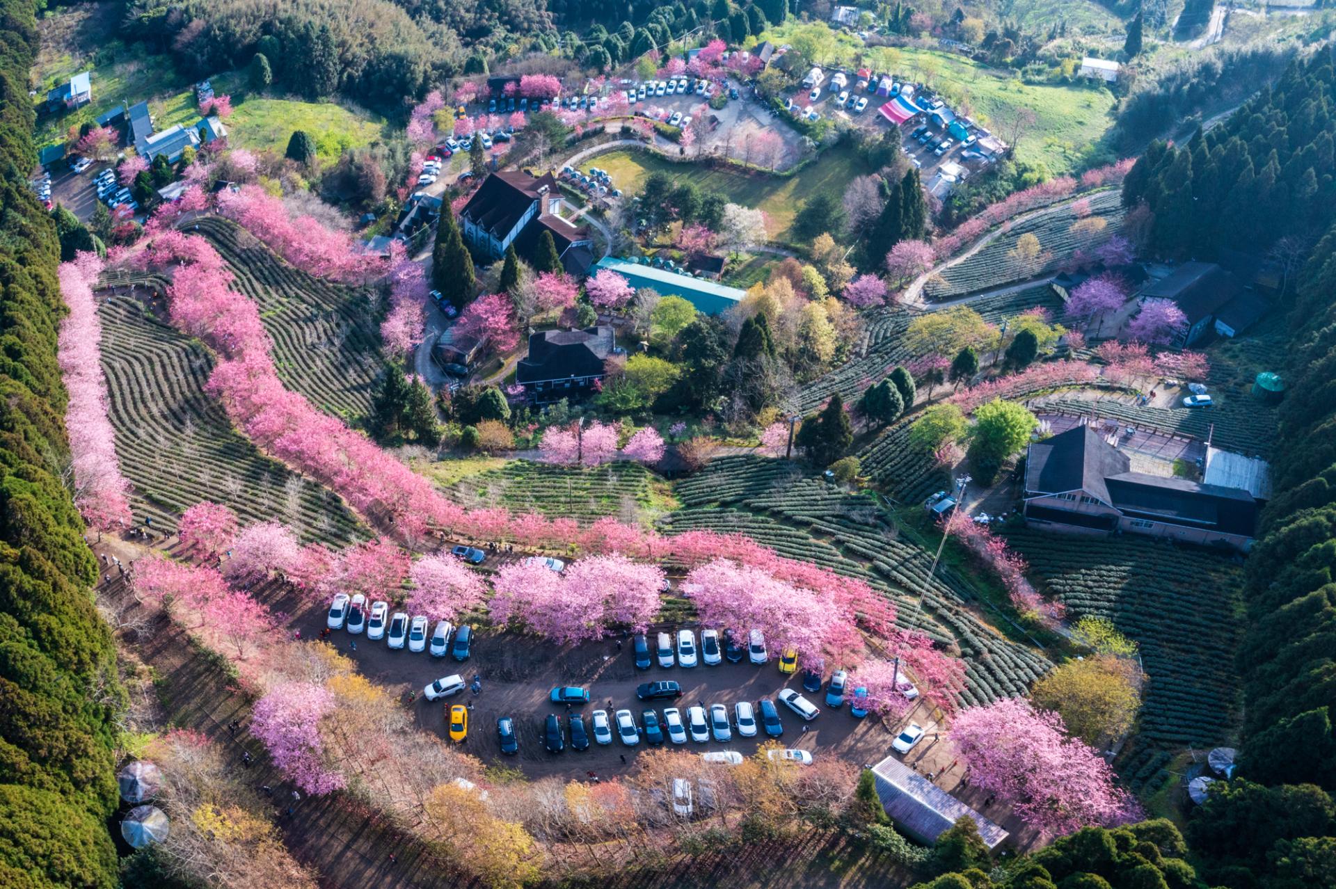 European Photography Awards Winner - Cherry blossoms