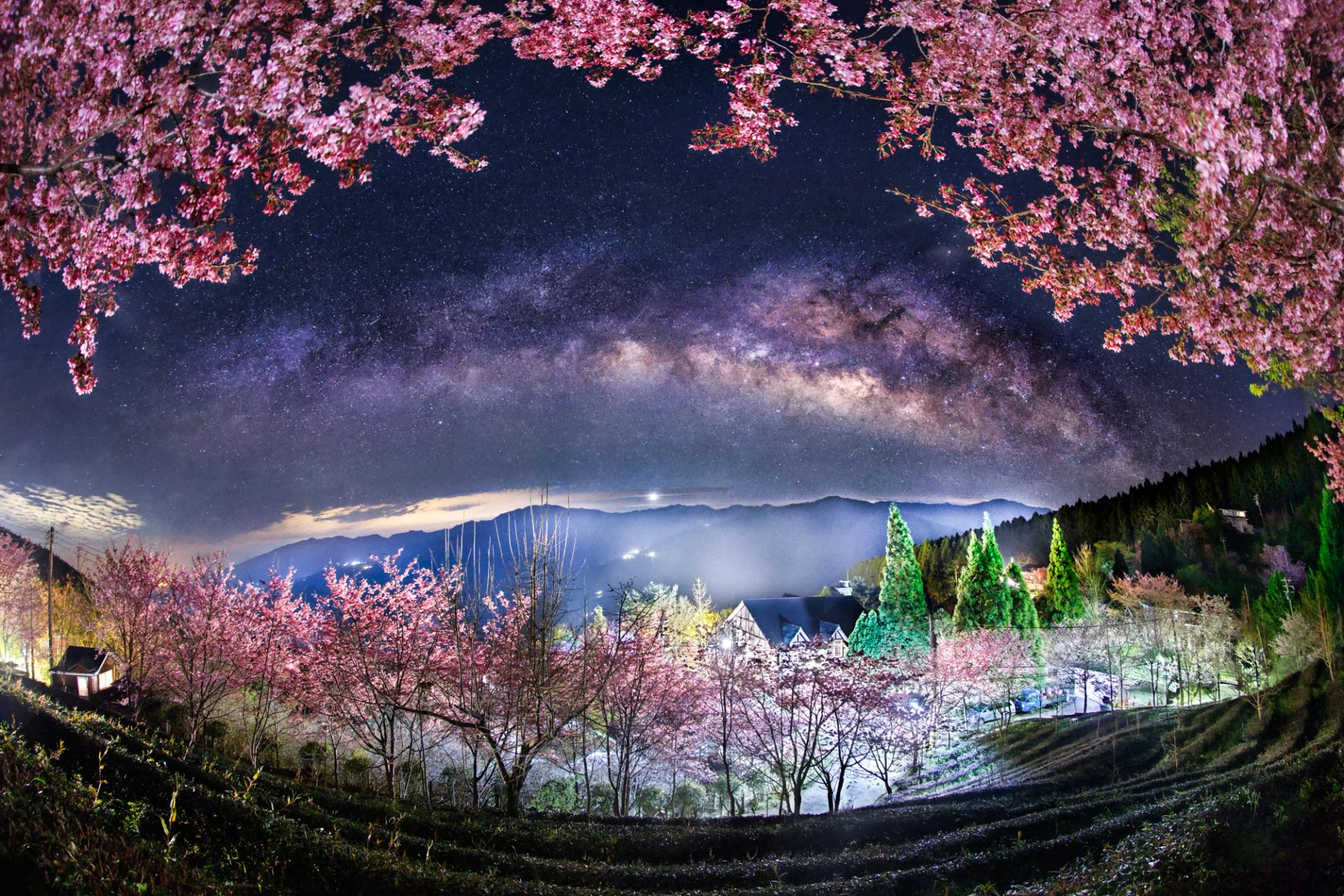 European Photography Awards Winner - Cherry blossoms