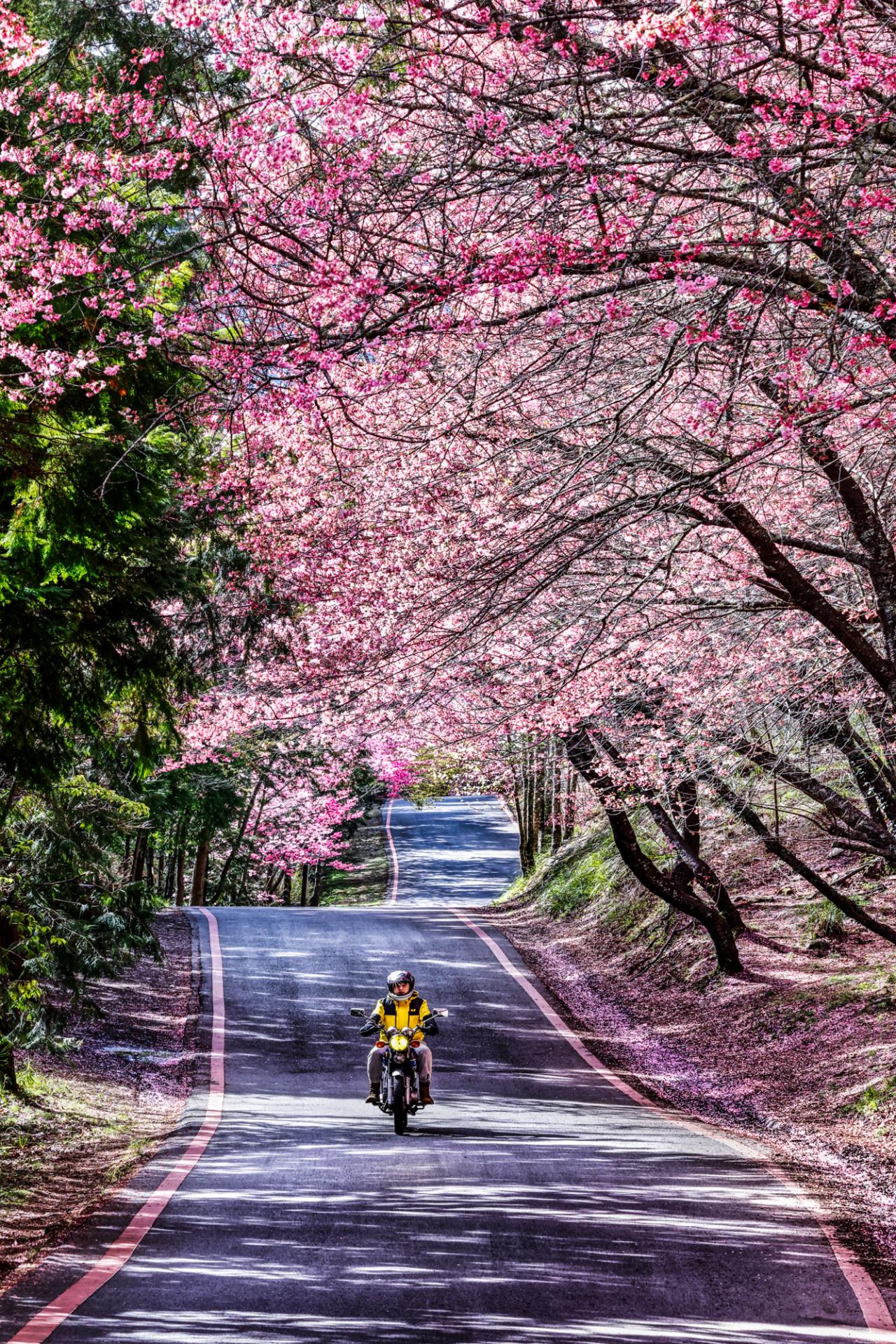 European Photography Awards Winner - Cherry blossoms