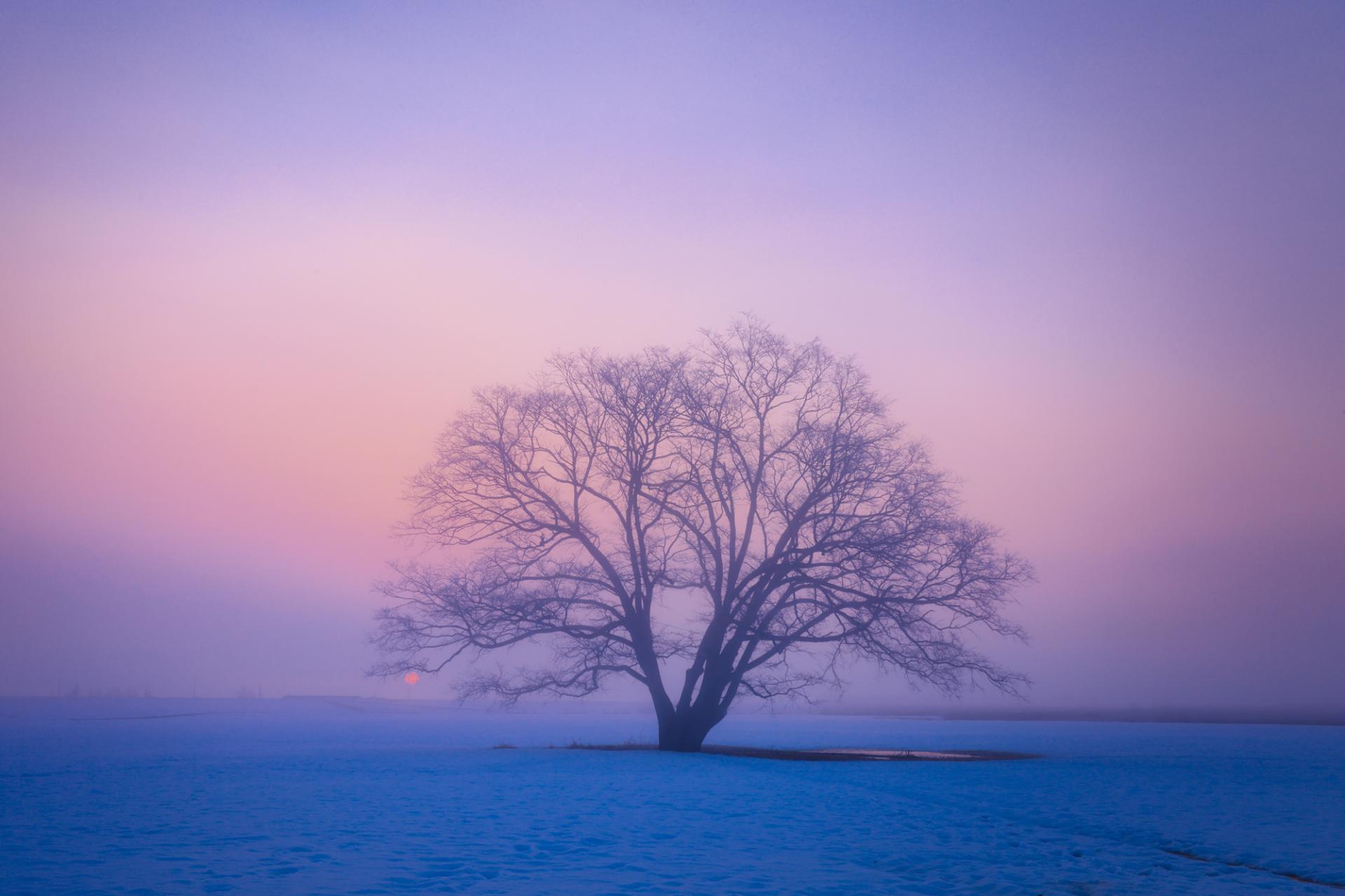 European Photography Awards Winner - Dreamy winter in japan