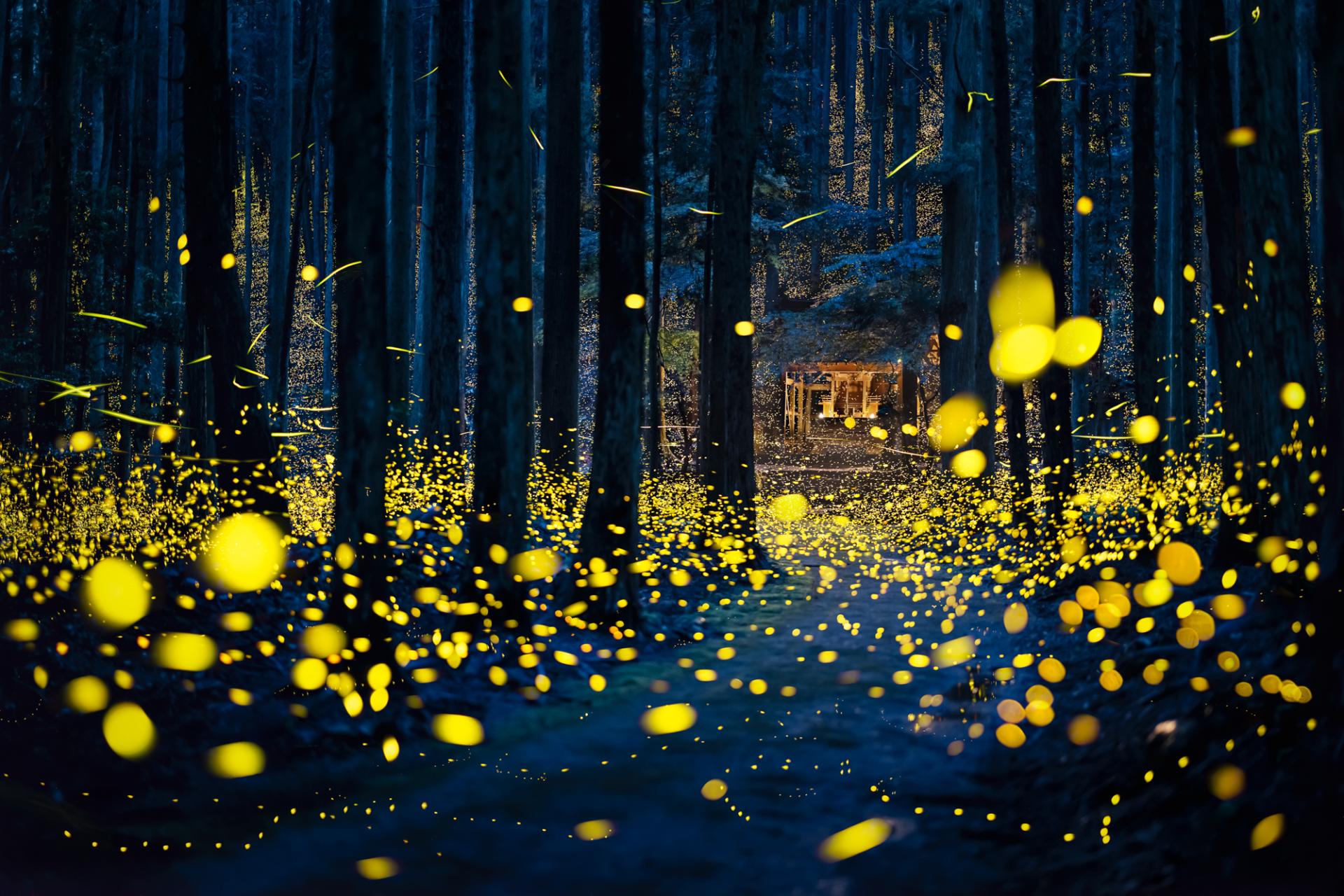 European Photography Awards Winner - Fireflies flying