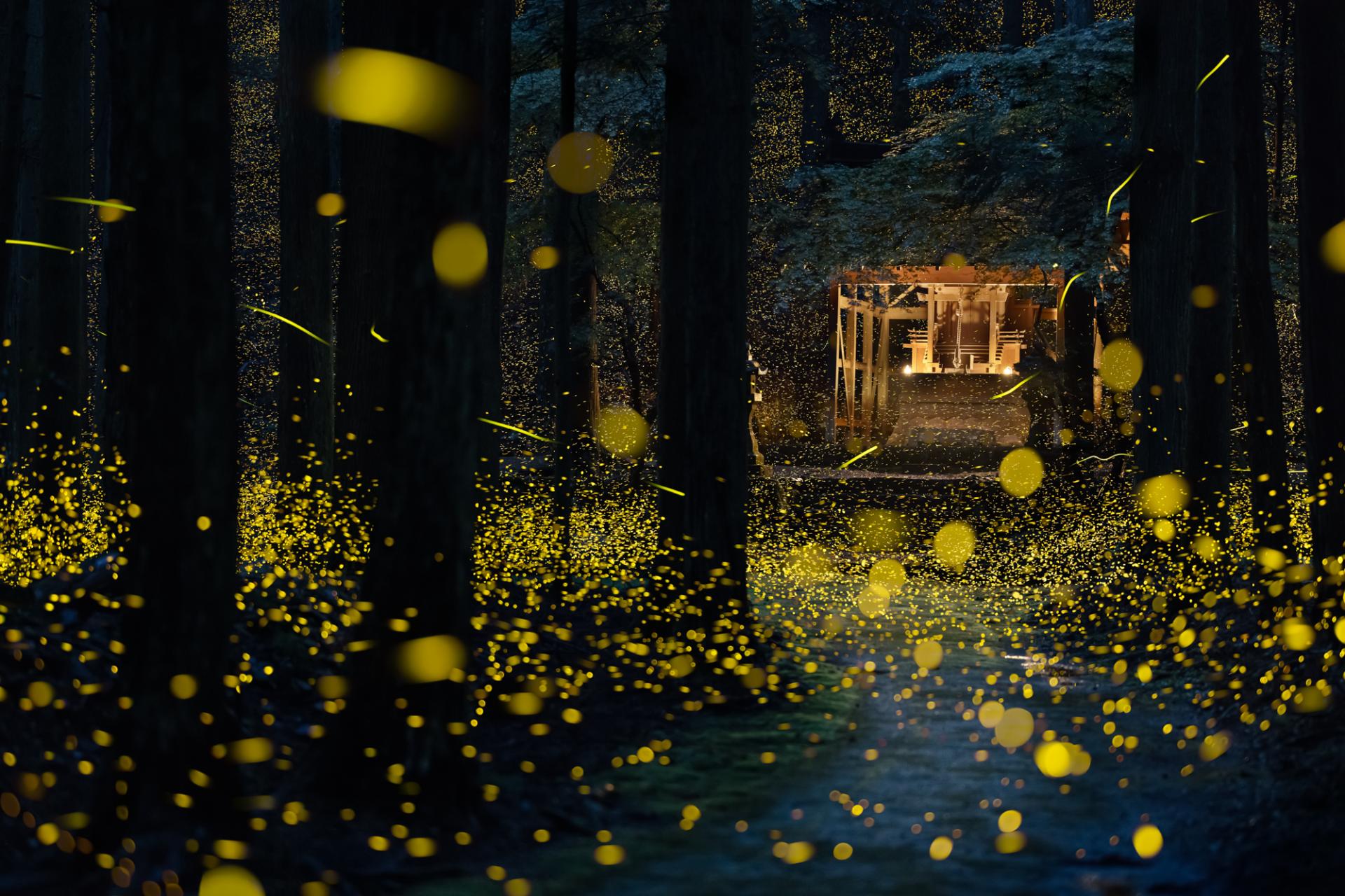 European Photography Awards Winner - Fireflies flying