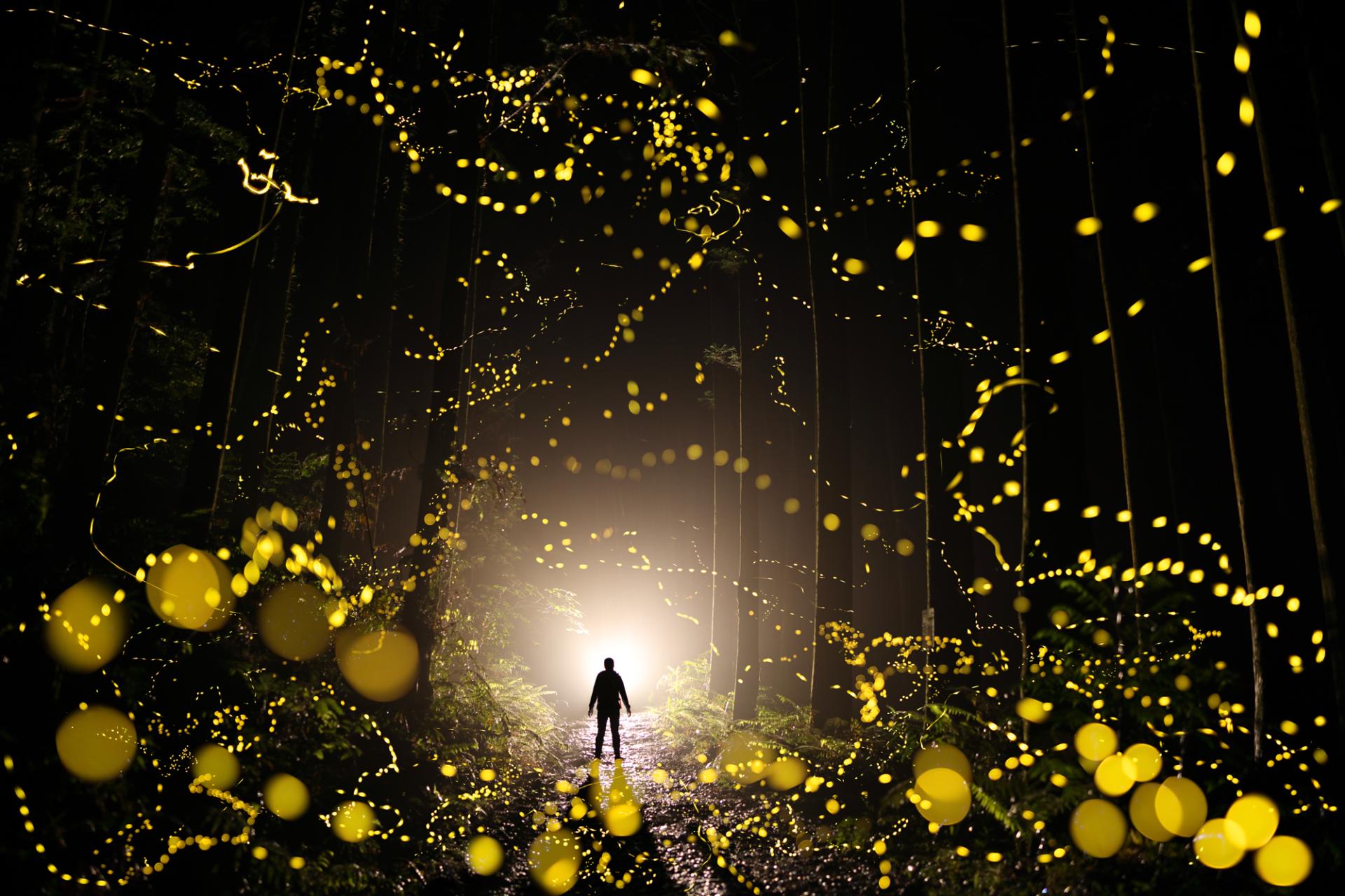 European Photography Awards Winner - Fireflies flying