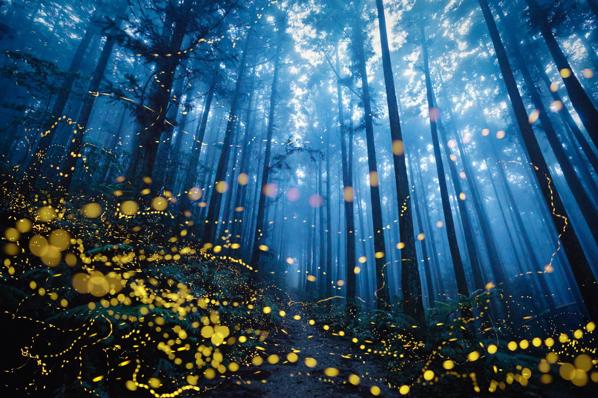 European Photography Awards Winner - Fireflies flying