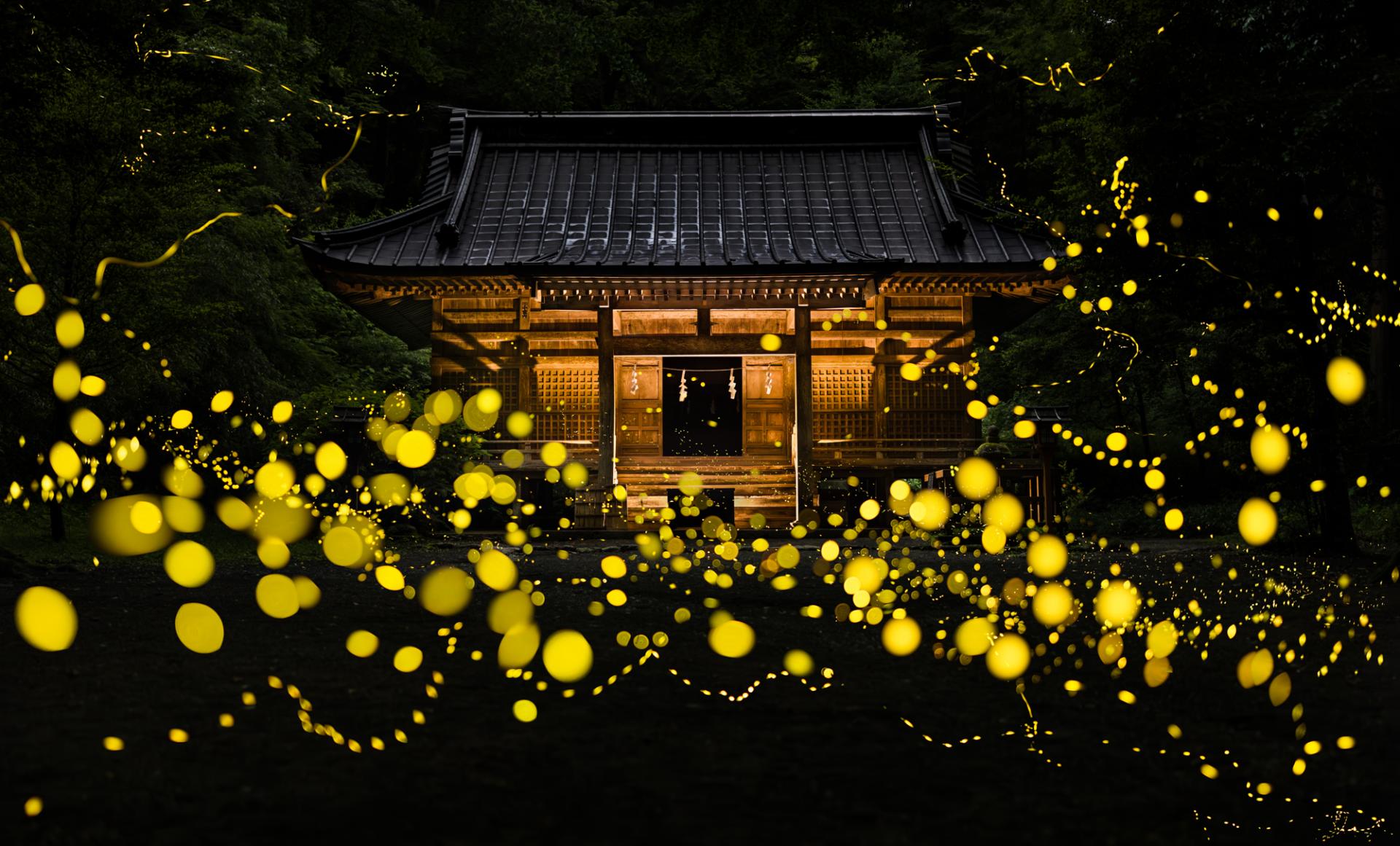 European Photography Awards Winner - Midsummer night firefly 