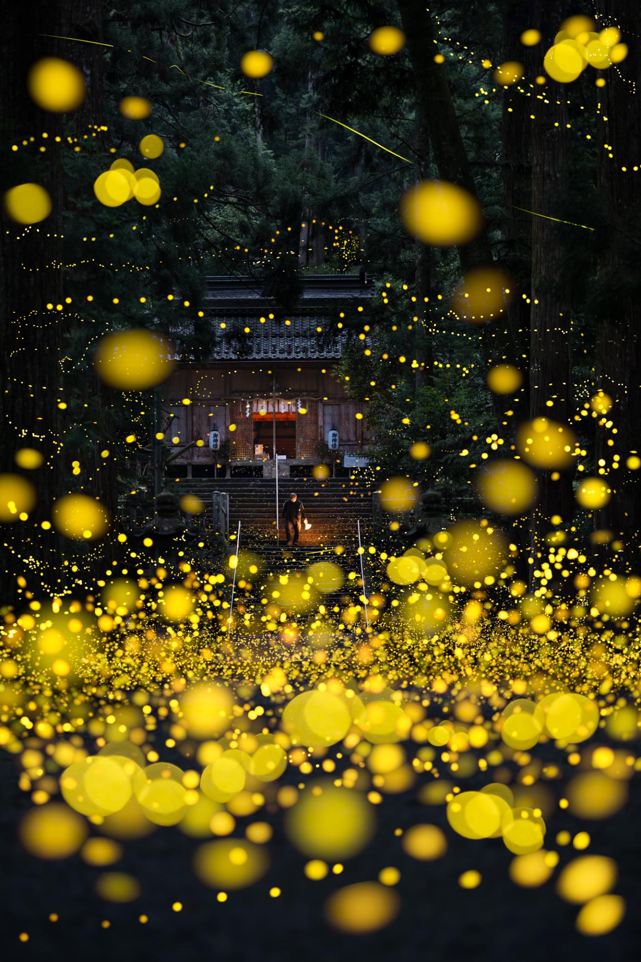 European Photography Awards Winner - Midsummer night firefly 