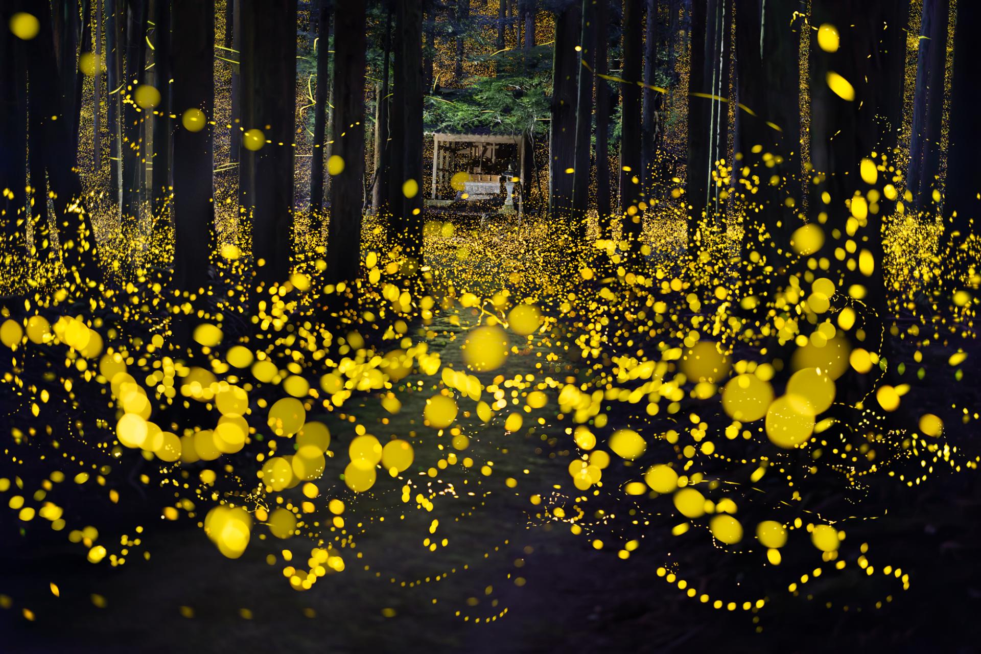 European Photography Awards Winner - Midsummer night firefly 