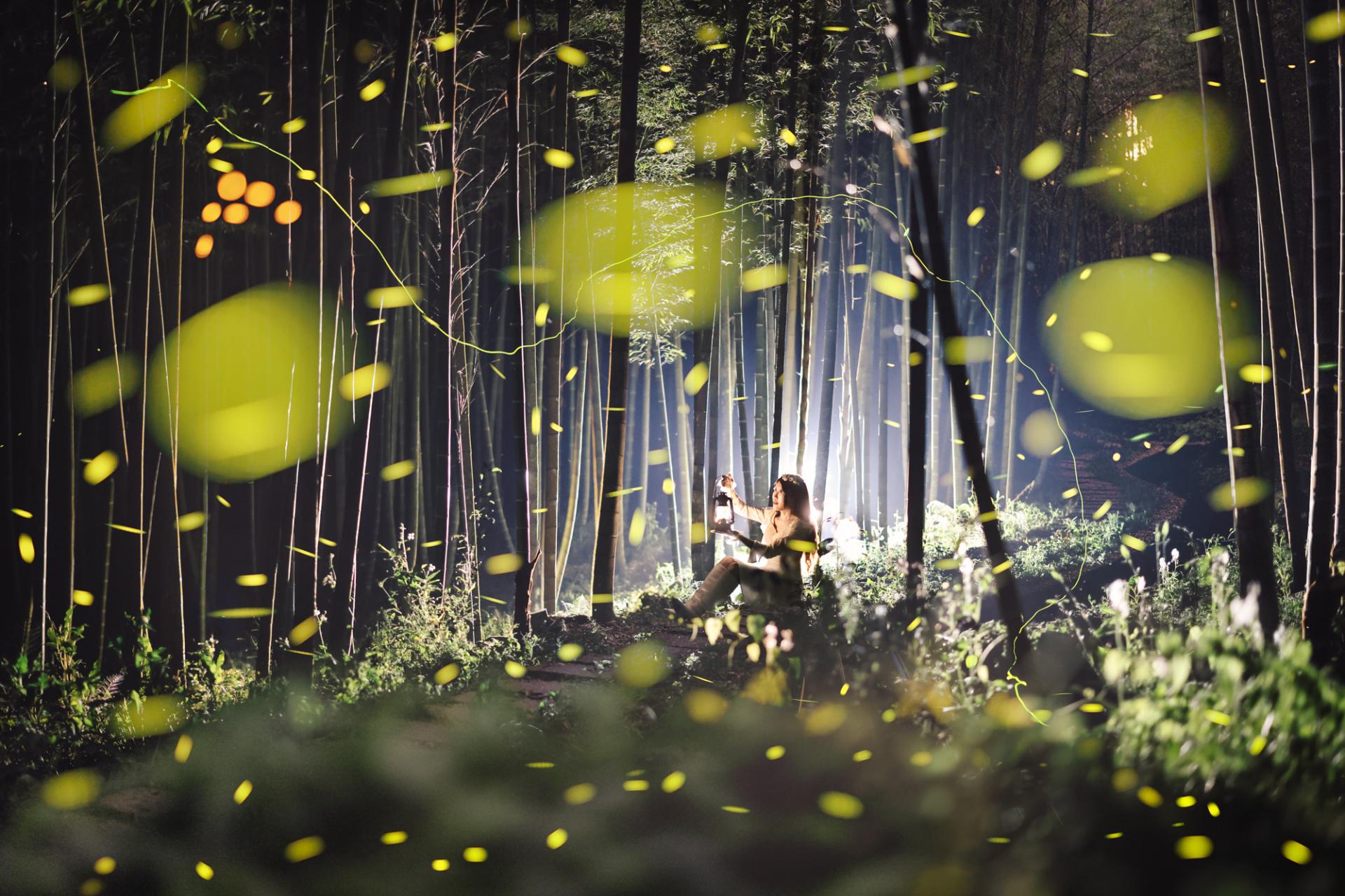 European Photography Awards Winner - Midsummer night firefly 