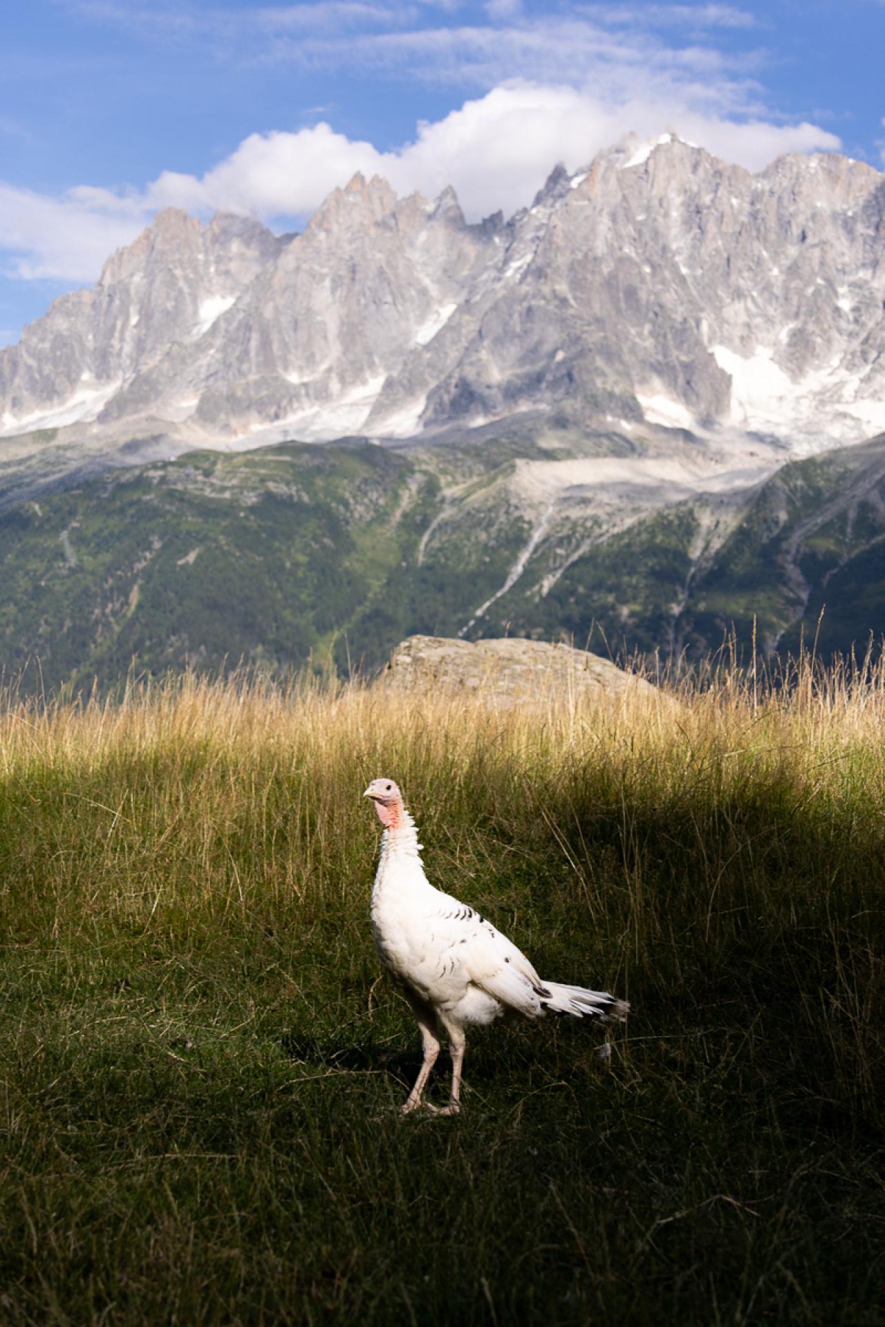 European Photography Awards Winner - A Bird with the View
