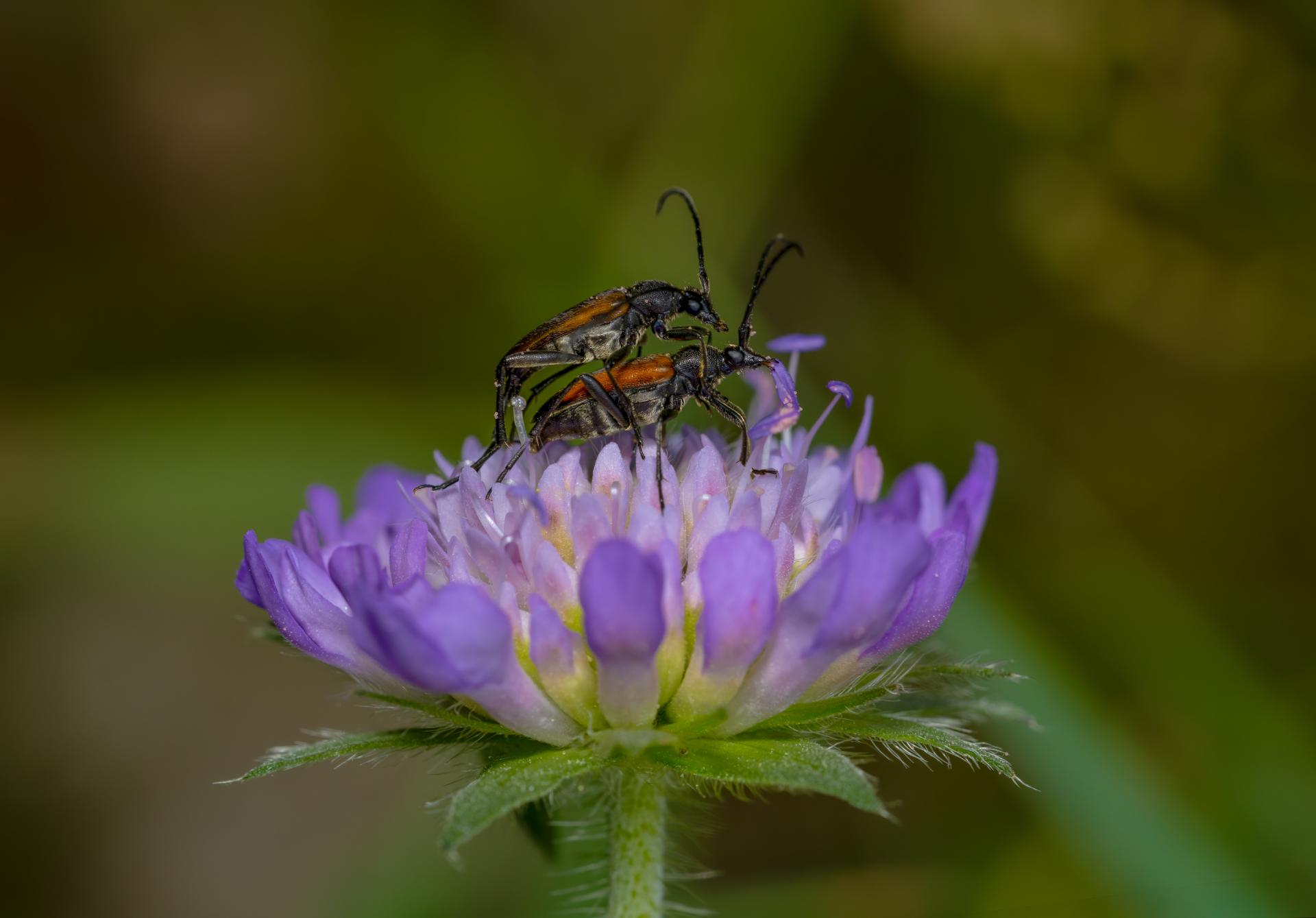 European Photography Awards Winner - The date on the flower