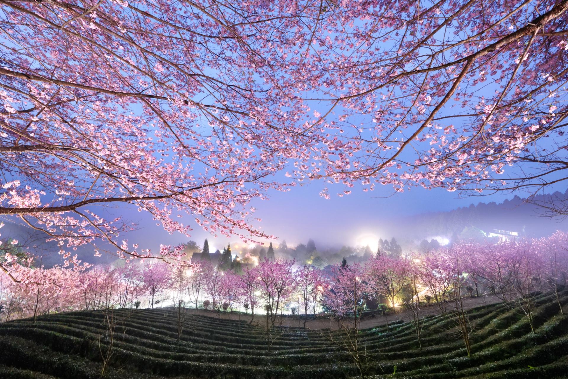 European Photography Awards Winner - Cherry blossoms in spring