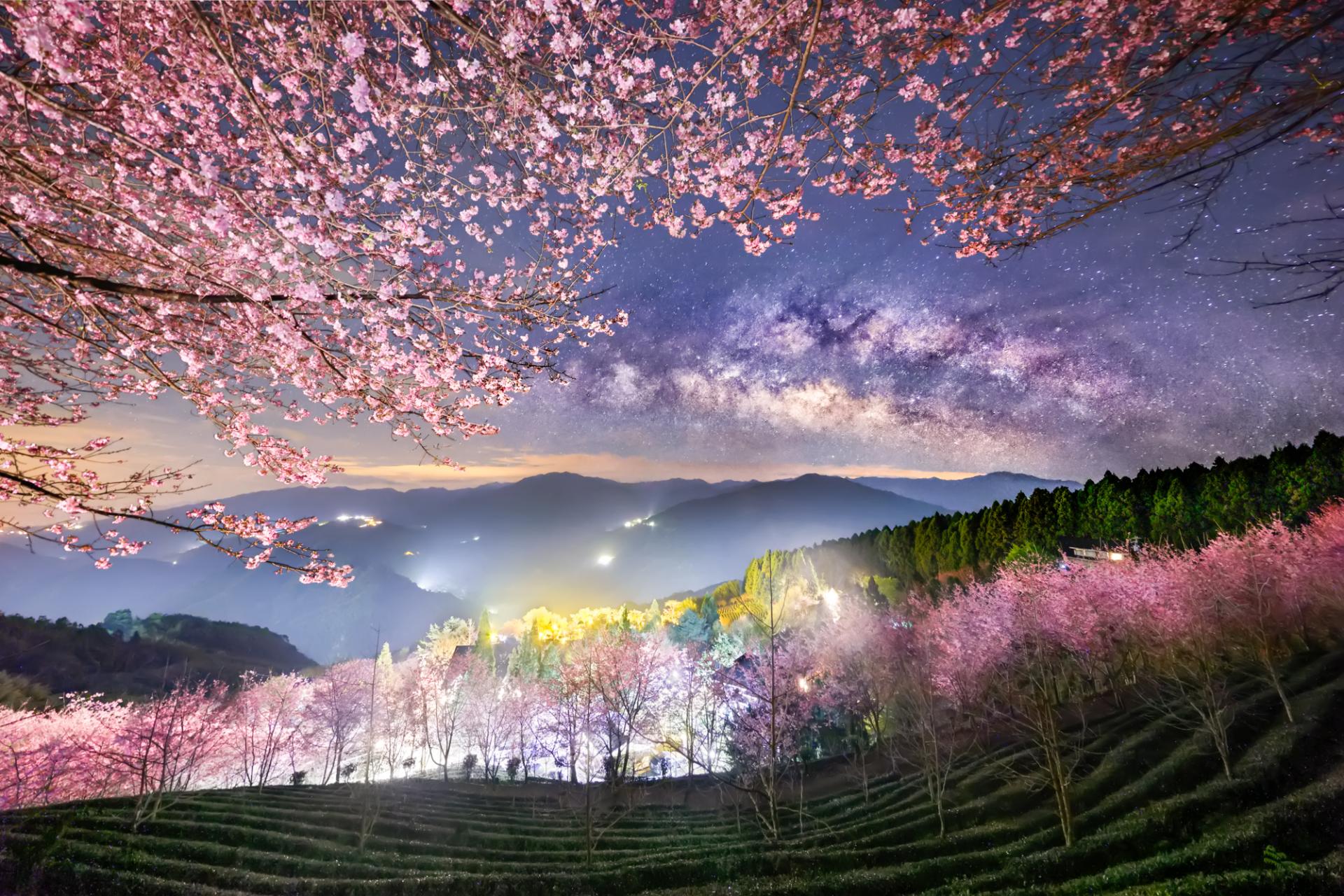 European Photography Awards Winner - Cherry blossoms in spring