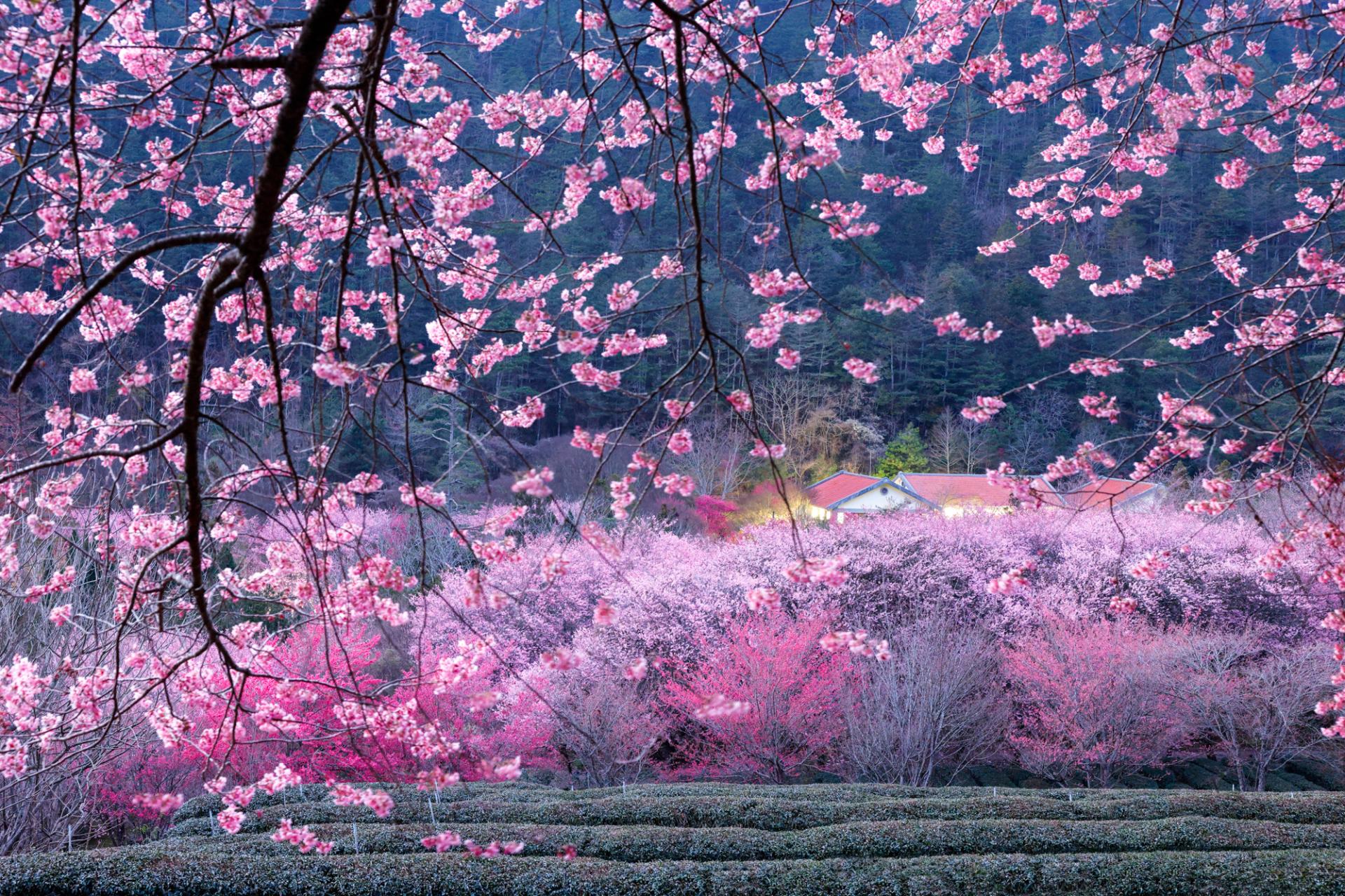 European Photography Awards Winner - Cherry blossoms in spring