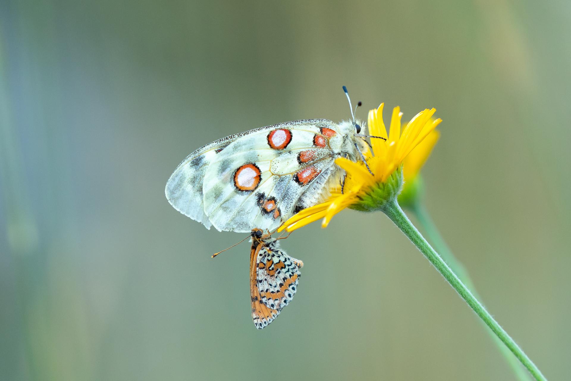 European Photography Awards Winner - Unusual Duo