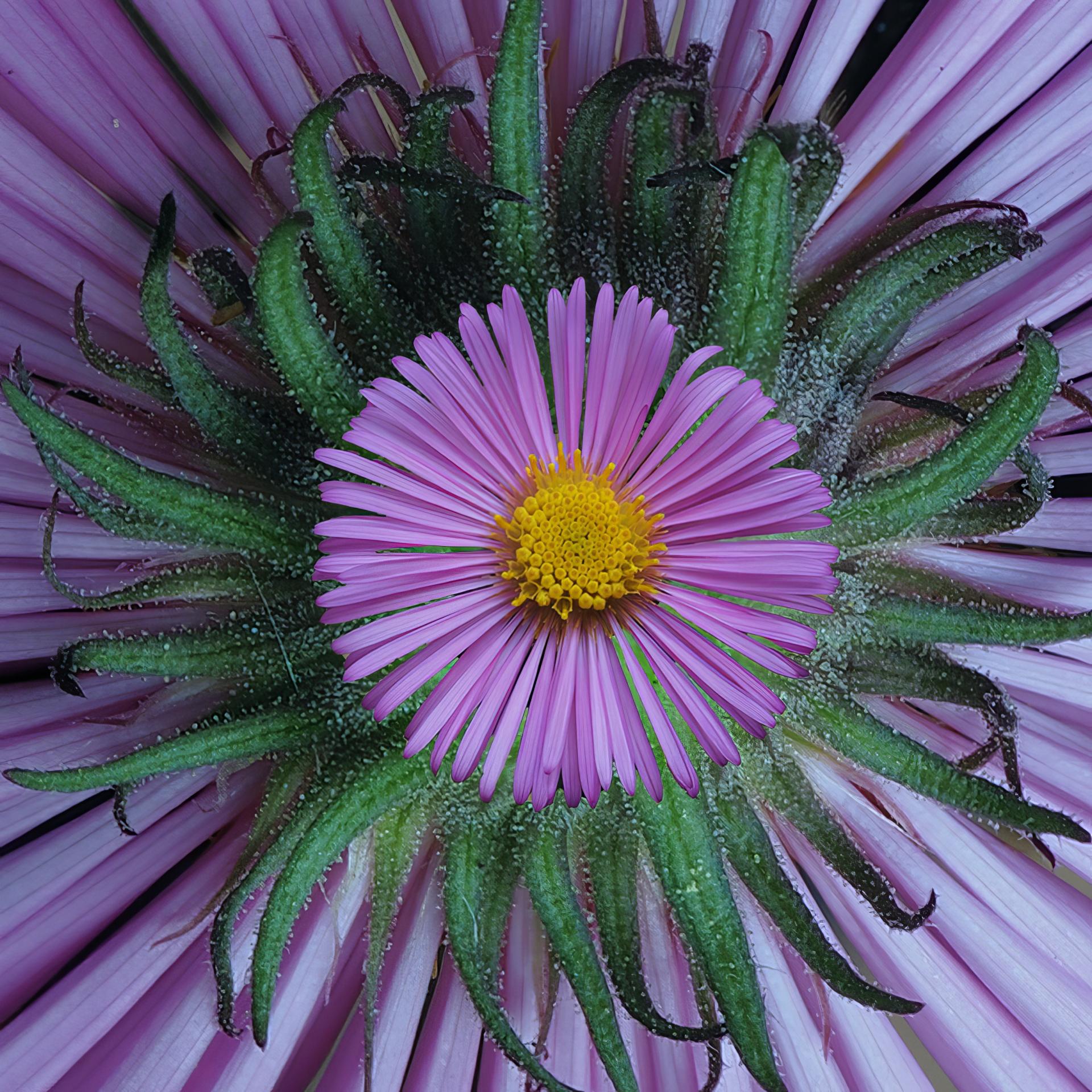 European Photography Awards Winner - Double Blossom