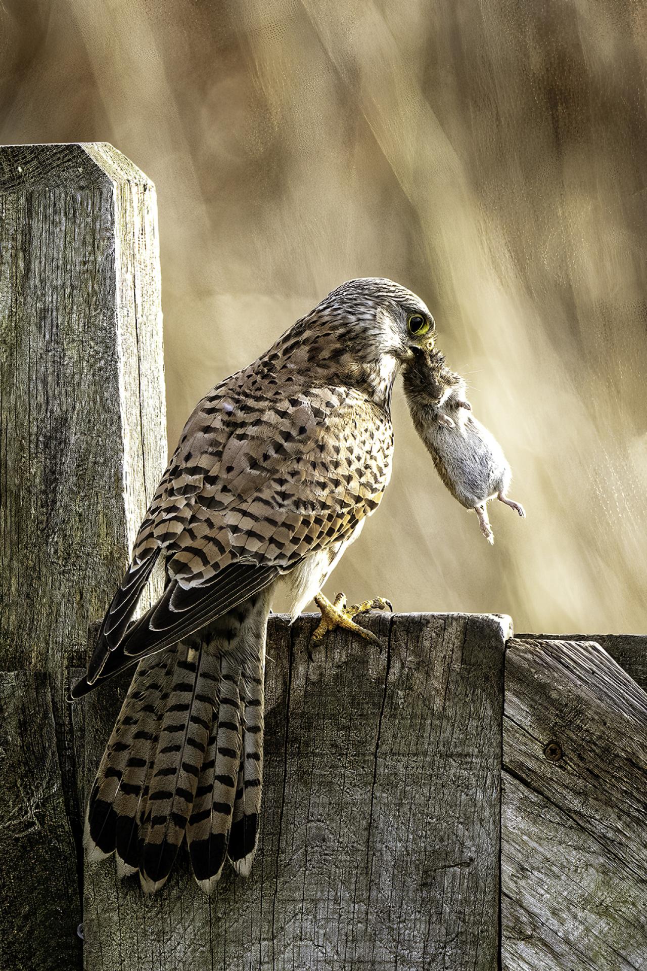 European Photography Awards Winner - Dinner Time