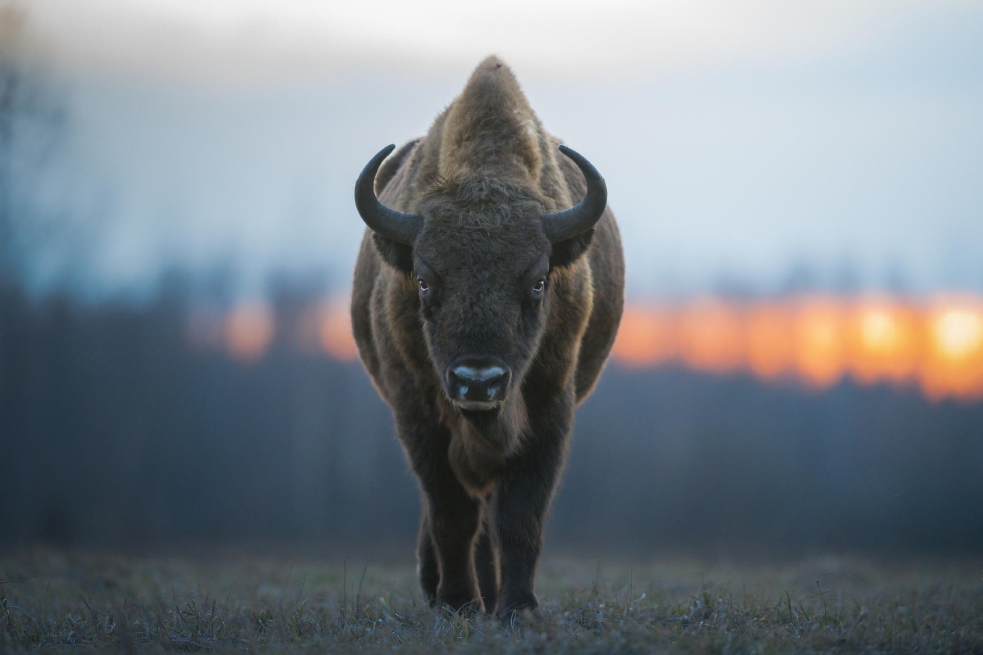 European Photography Awards Winner - The grandeur of the bison