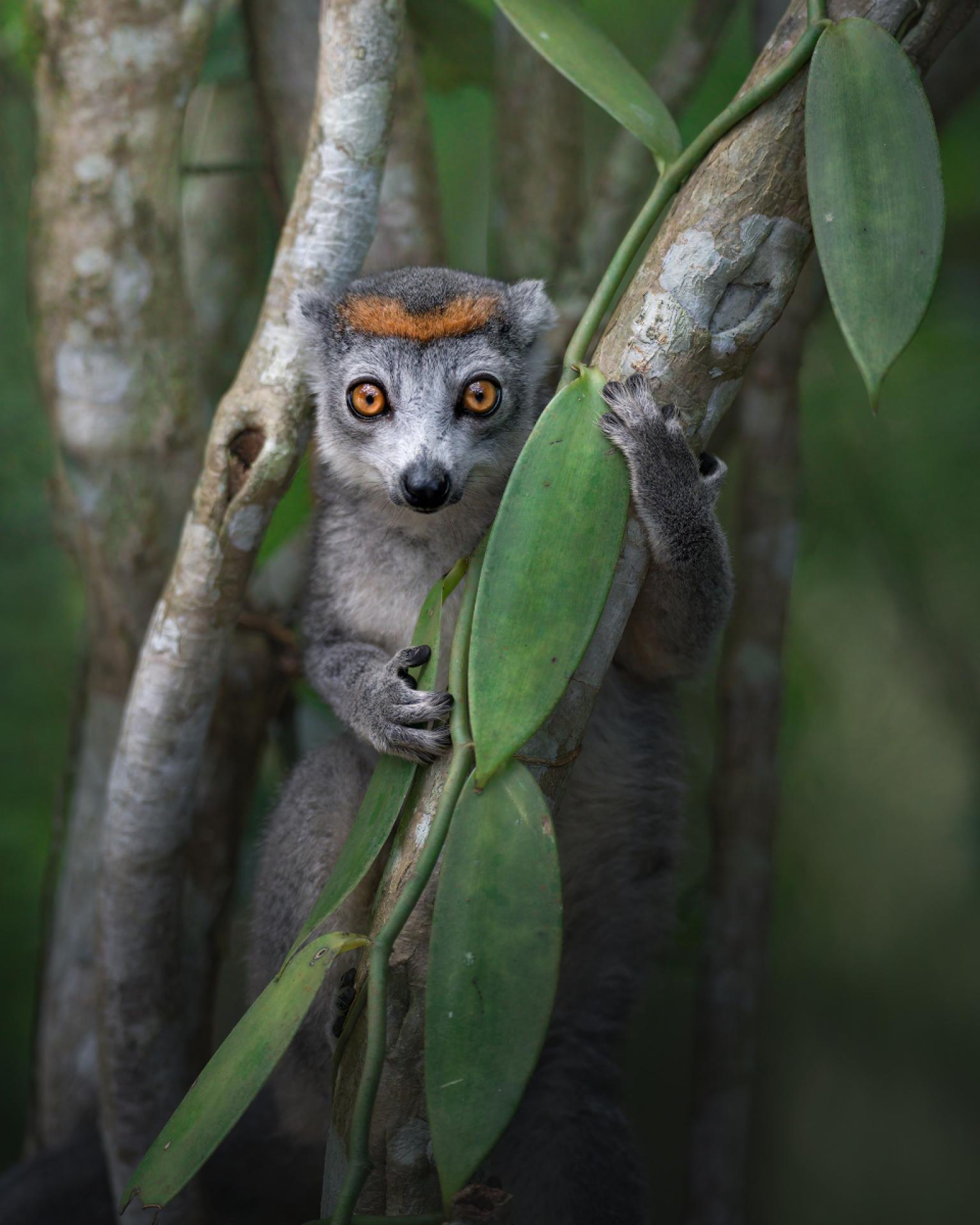 European Photography Awards Winner - The Guardian of Magic