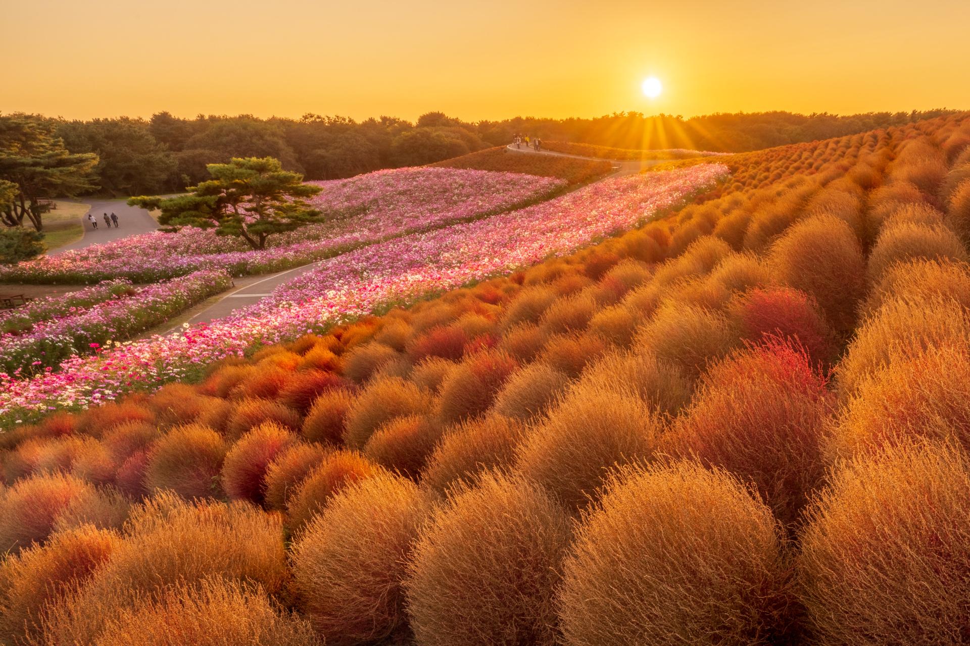 European Photography Awards Winner - Golden Hill