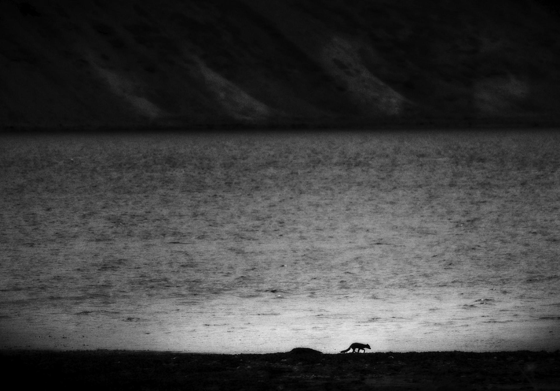 European Photography Awards Winner - Small fox. Big landscape